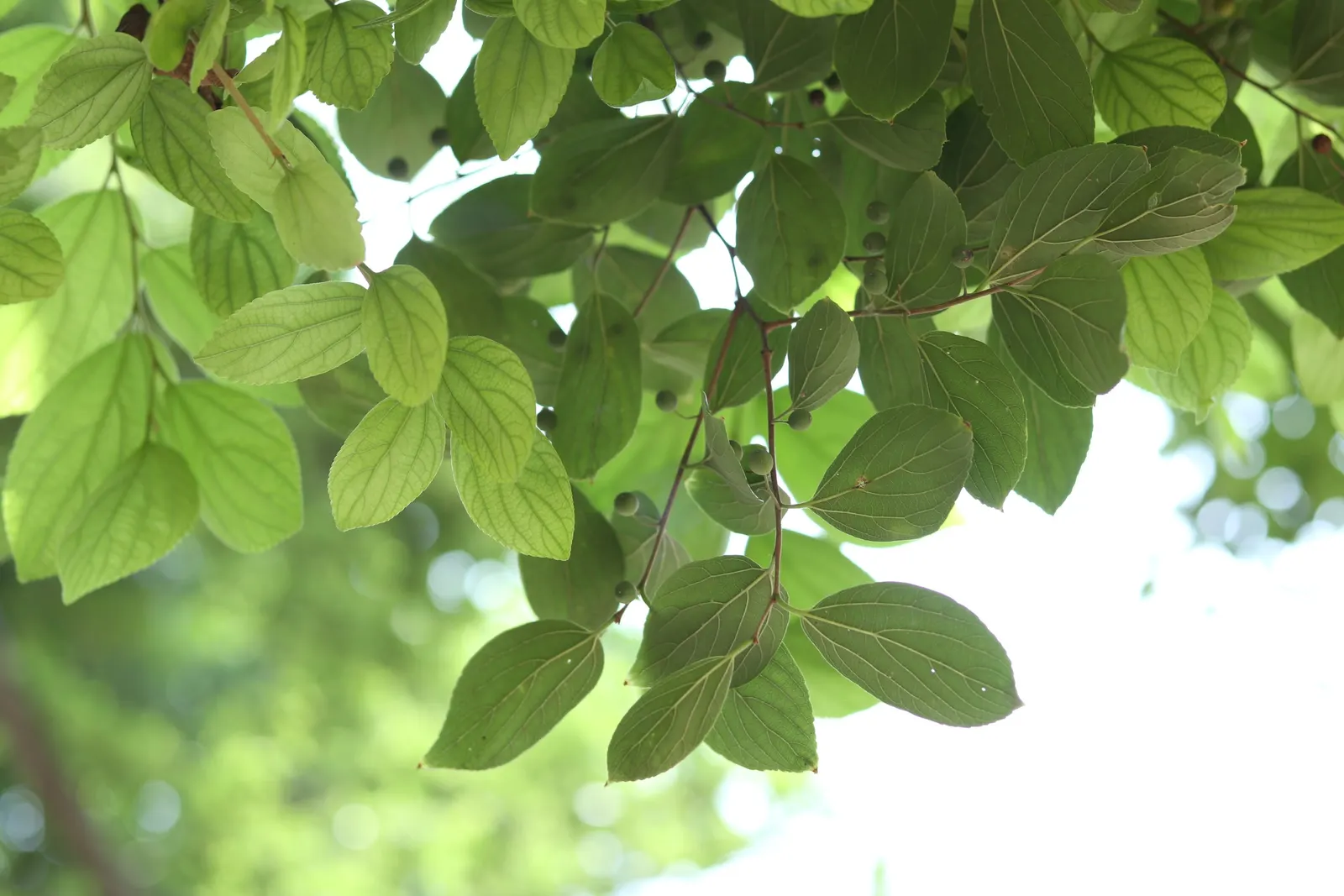 Chinese Hackberry (Celtis Sinensis) — inconspicuous flowers emerge