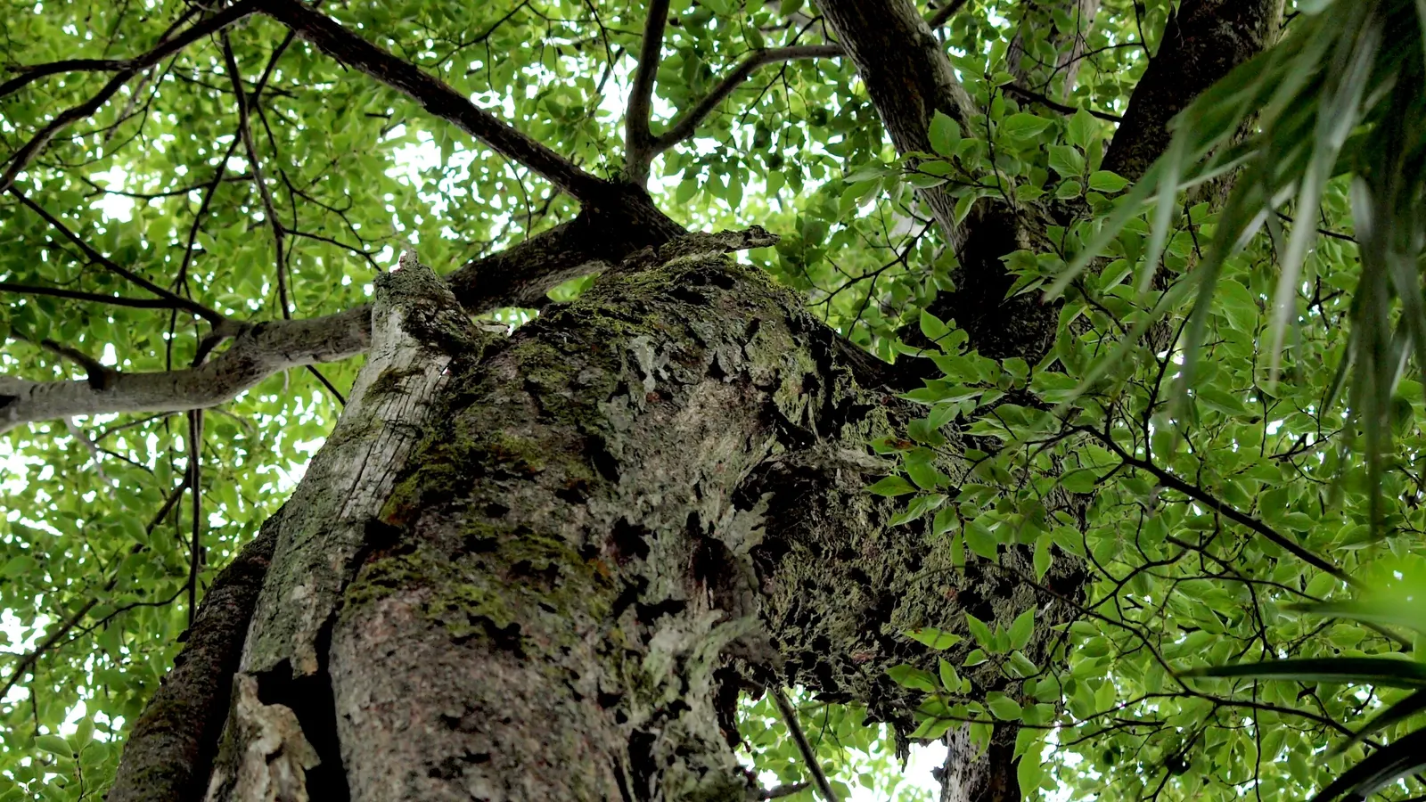 Chinese Hackberry (Celtis Sinensis) — making it a suitable choice for a range of landscape designs