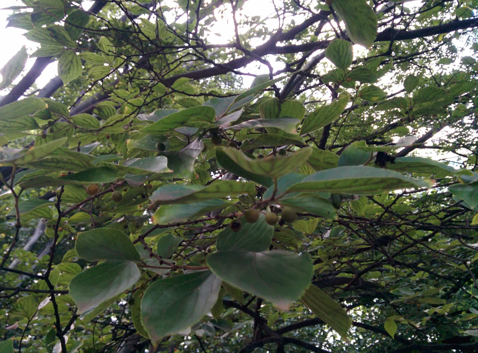 Chinese Hackberry (Celtis Sinensis) — attracting diverse wildlife; these fruits may persist into the winter