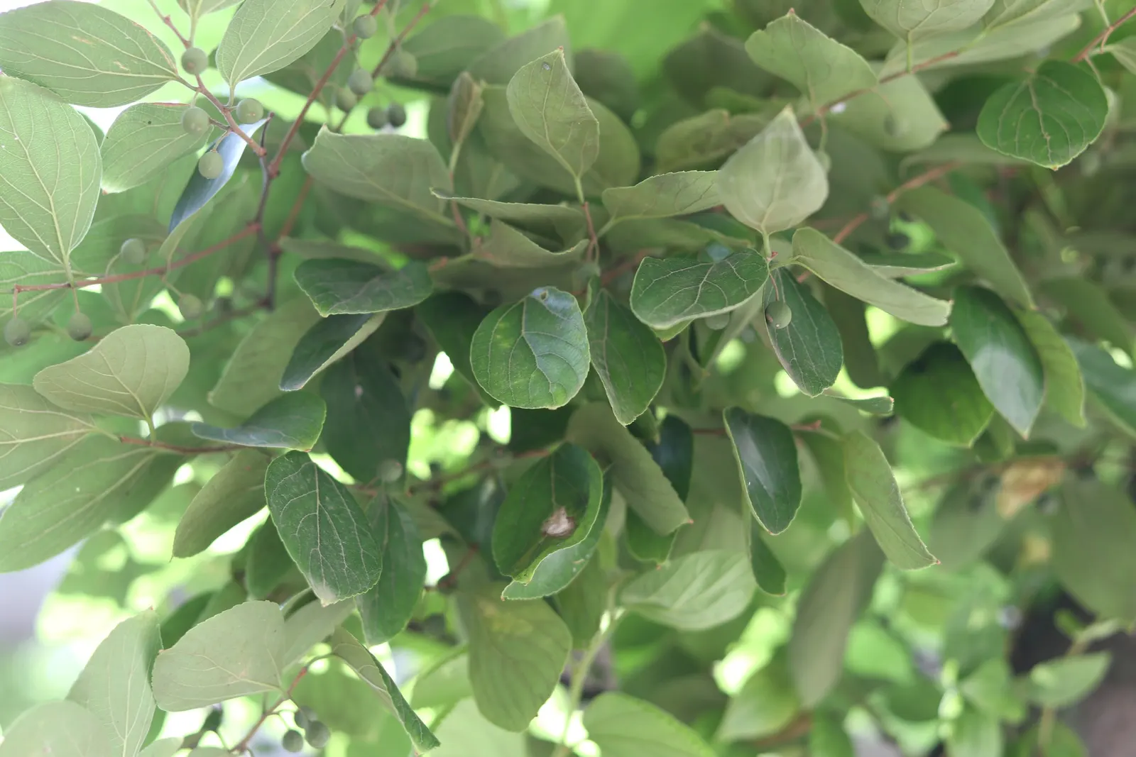 Chinese Hackberry (Celtis Sinensis) — airy structure.<br><br>Characterized by its smooth