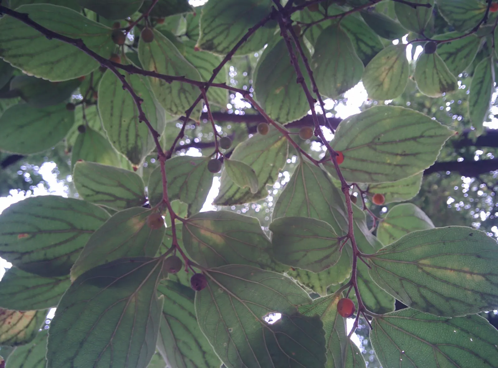 Chinese Hackberry (Celtis Sinensis) — It reaches up to 40-60 feet tall with a spread of 30-50 feet