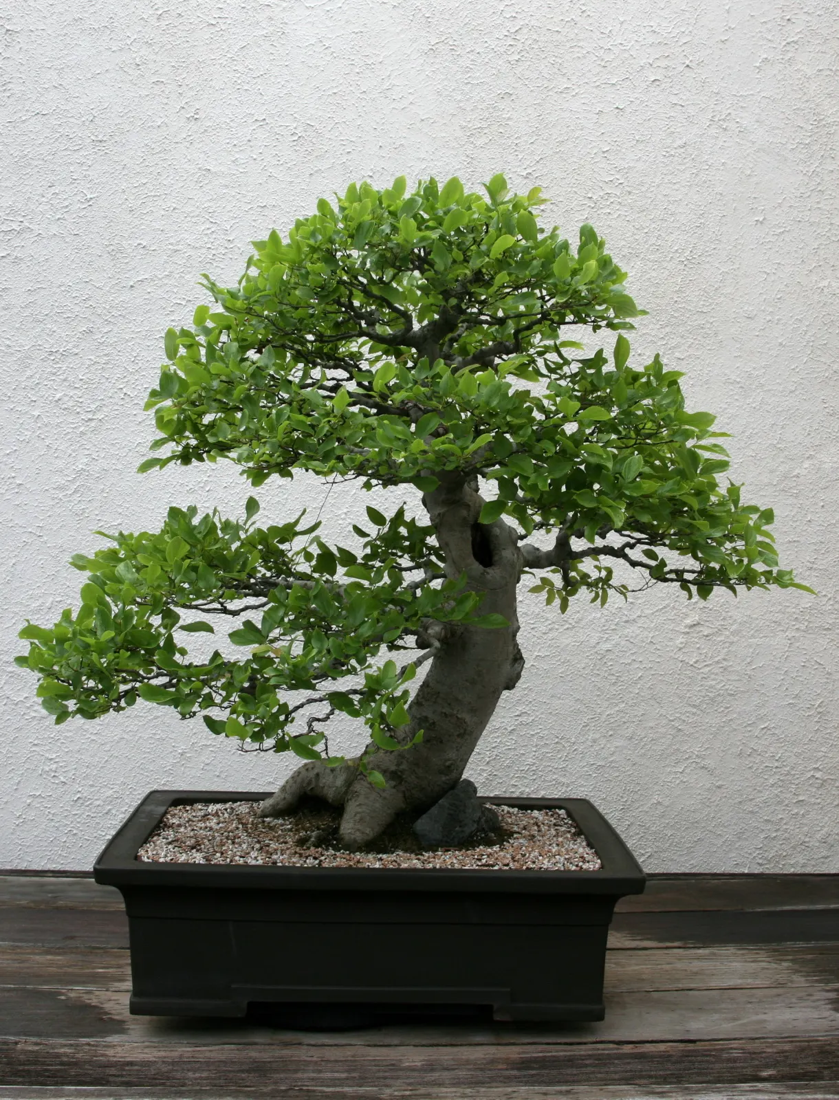 Chinese Hackberry (Celtis Sinensis) — is a deciduous tree renowned for both its ornamental qualities and resilience; these fruits may persist into the winter