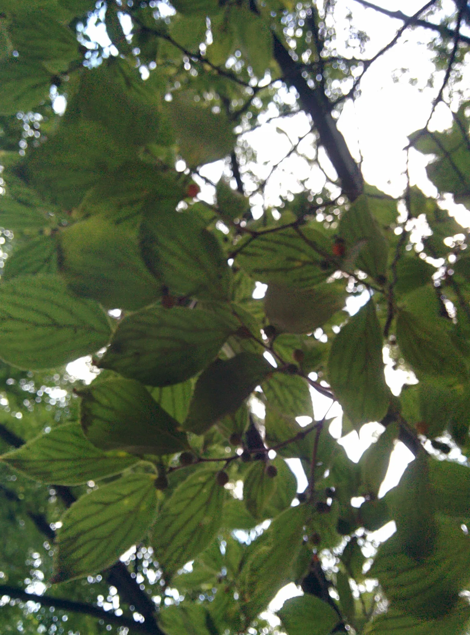 Chinese Hackberry (Celtis Sinensis) — requiring minimal pruning once established