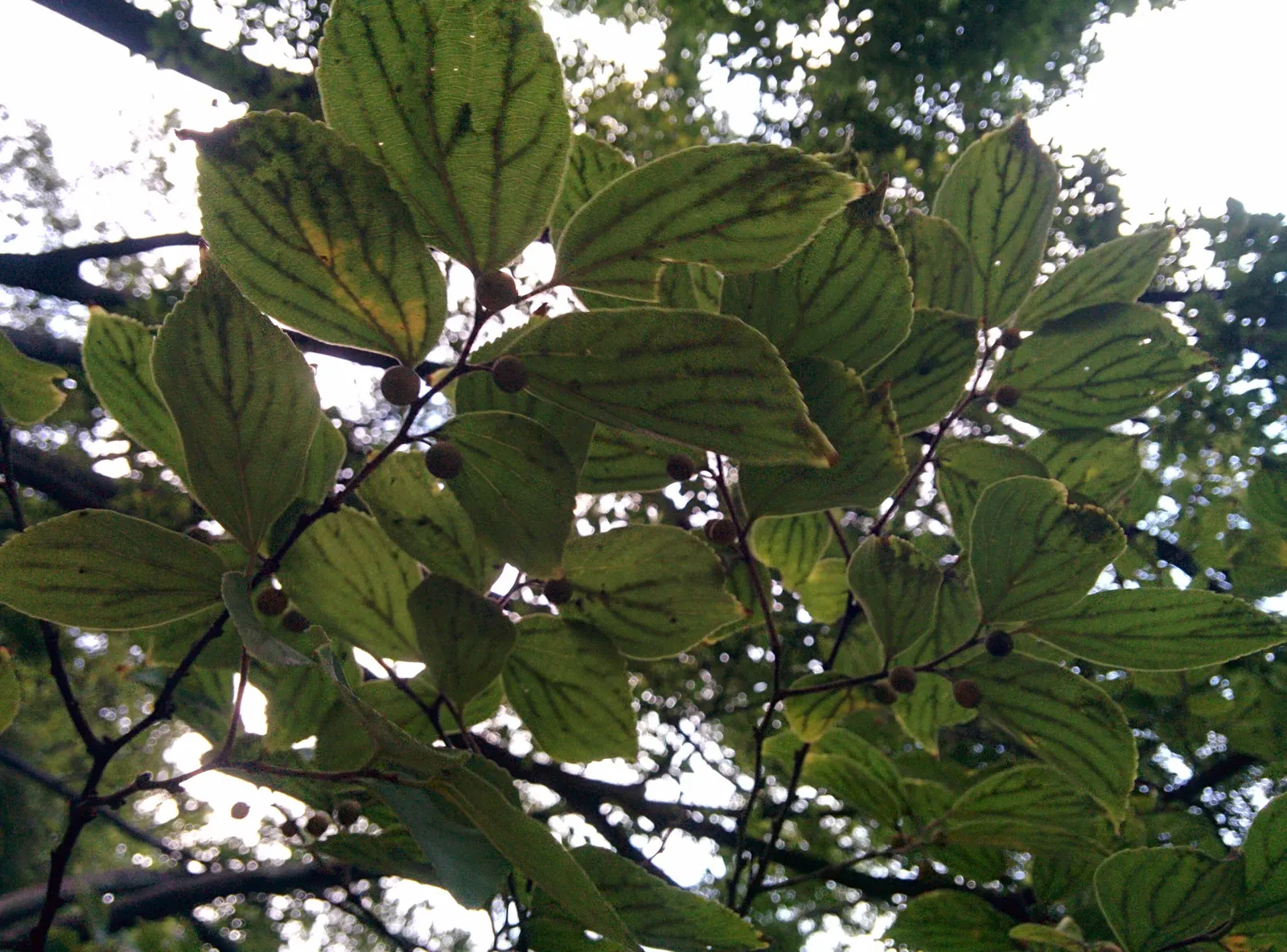 Chinese Hackberry (Celtis Sinensis) — and a range of soil types