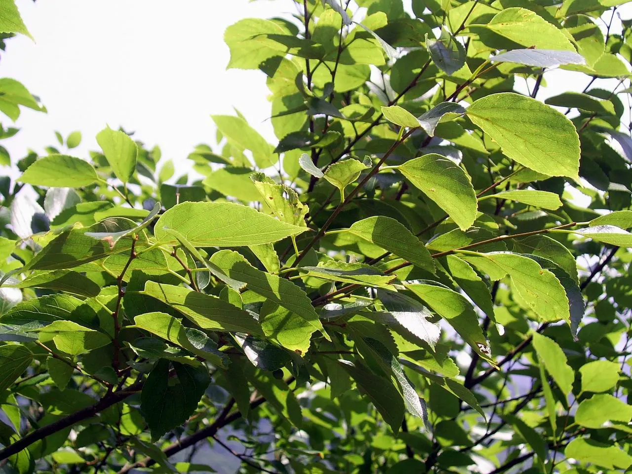 Chinese Hackberry (Celtis Sinensis) — offering moderate shade with a light; it's a low-maintenance choice for gardeners
