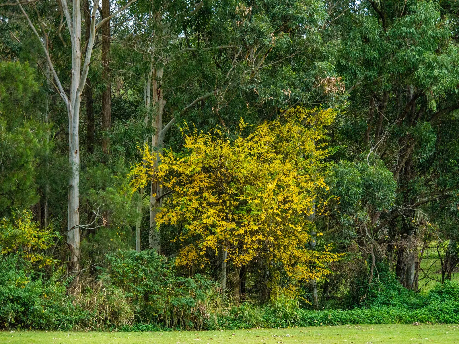 Chinese Hackberry (Celtis Sinensis) — Celtis sinensis, or Chinese Hackberry, is a versatile deciduous tree thriving in USDA zones 6-9; adaptable to various
