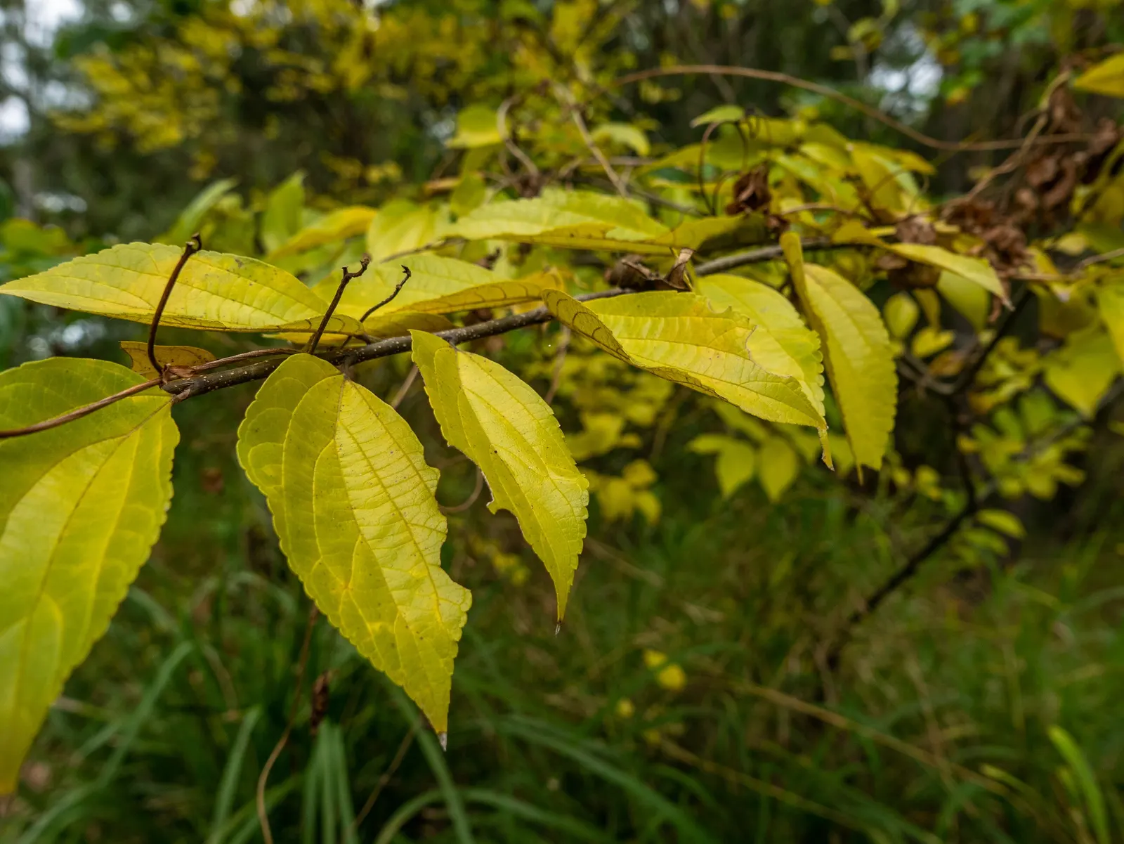 Chinese Hackberry (Celtis Sinensis) — Its canopy provides a round to spreading shape
