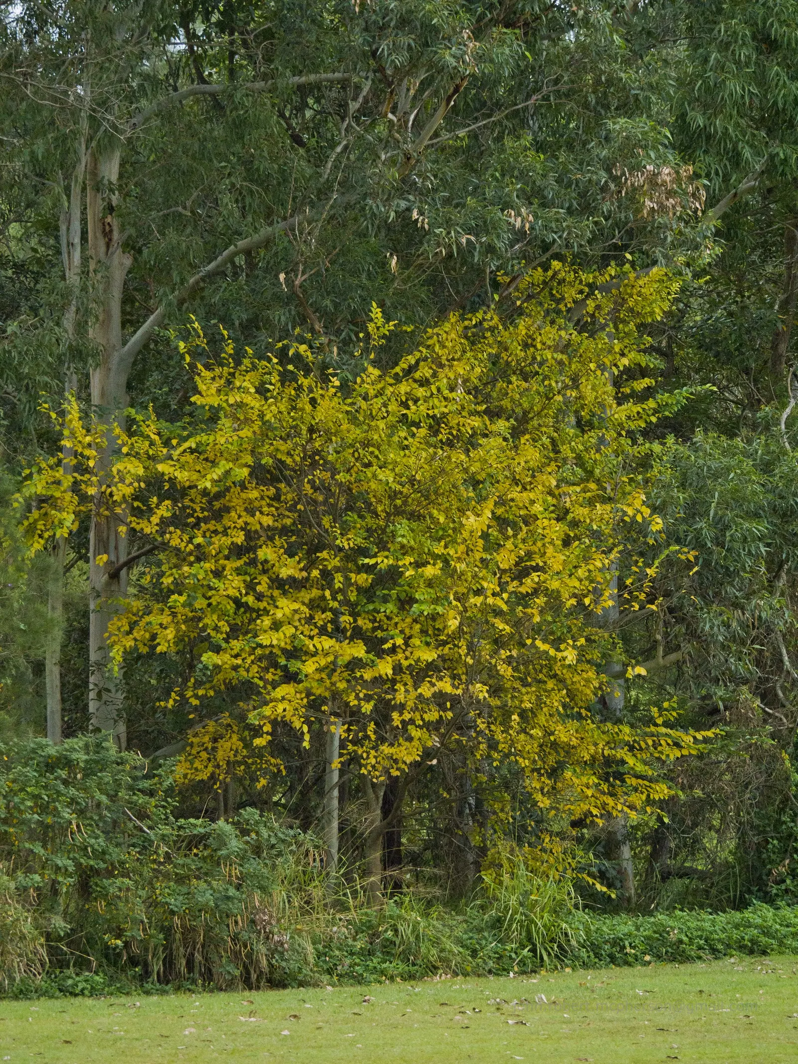 Chinese Hackberry (Celtis Sinensis) — Its canopy provides a round to spreading shape; these fruits may persist into the winter