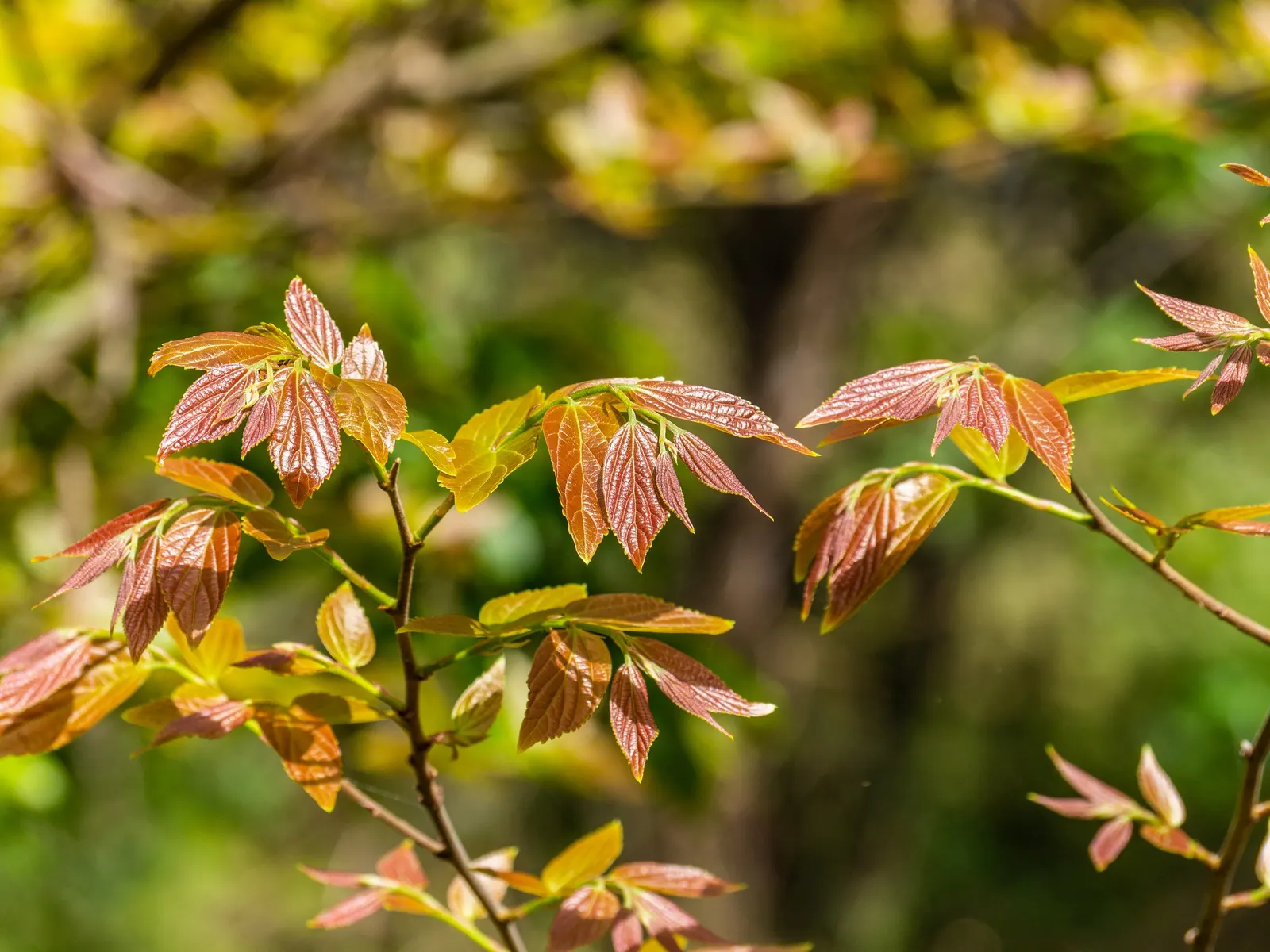 Chinese Hackberry (Celtis Sinensis) — It's a low-maintenance choice for gardeners; adaptable to various soils