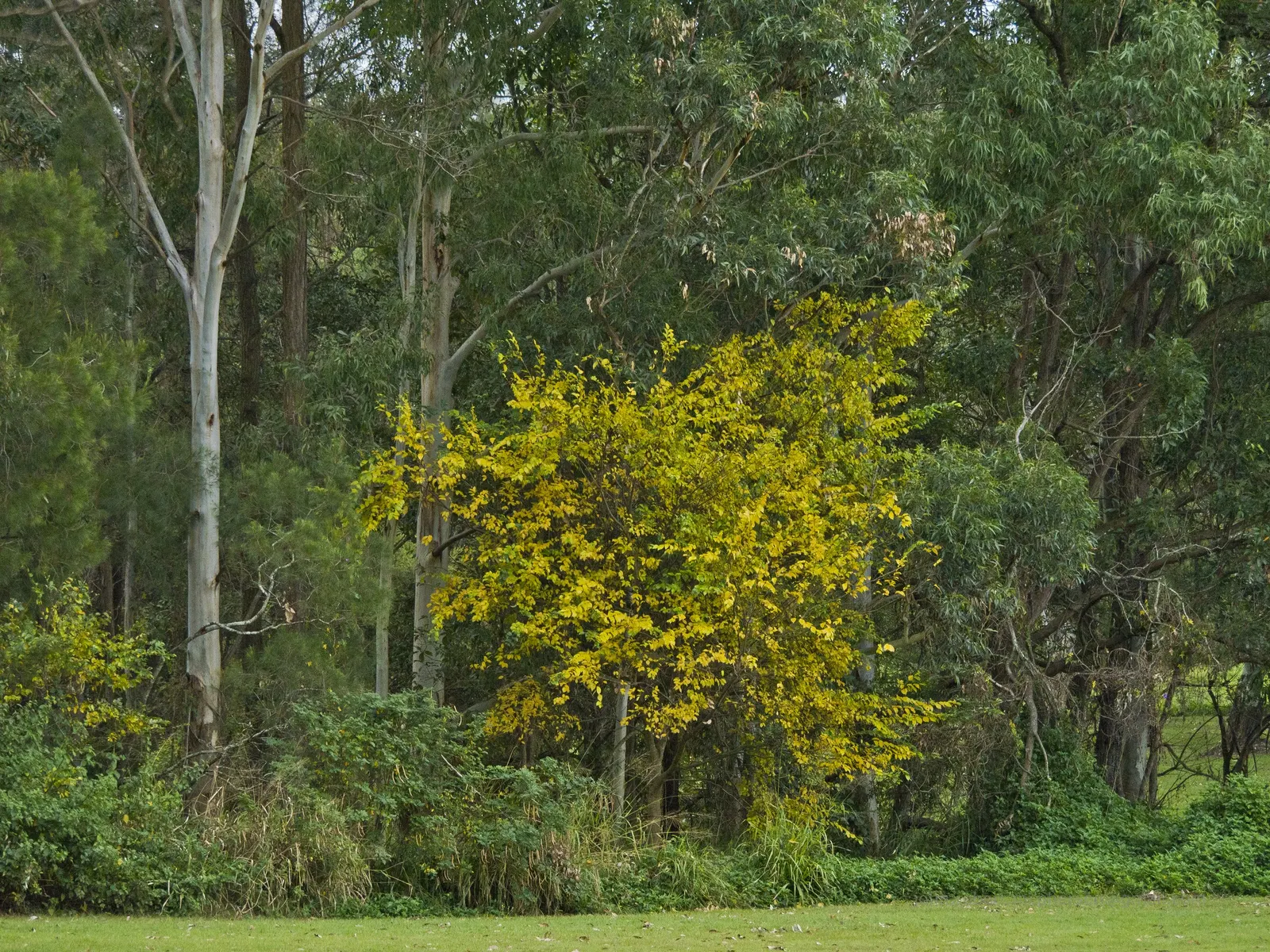 Chinese Hackberry (Celtis Sinensis) — Celtis sinensis is tolerant of drought; it's a low-maintenance choice for gardeners