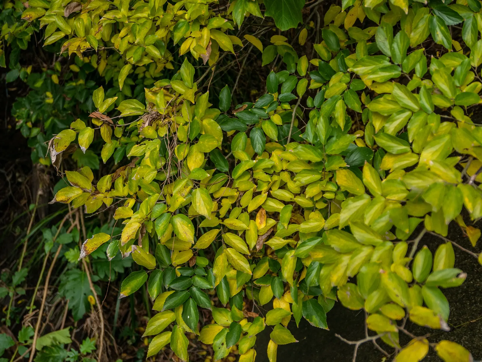 Chinese Hackberry (Celtis Sinensis) — gray bark and elegantly serrated
