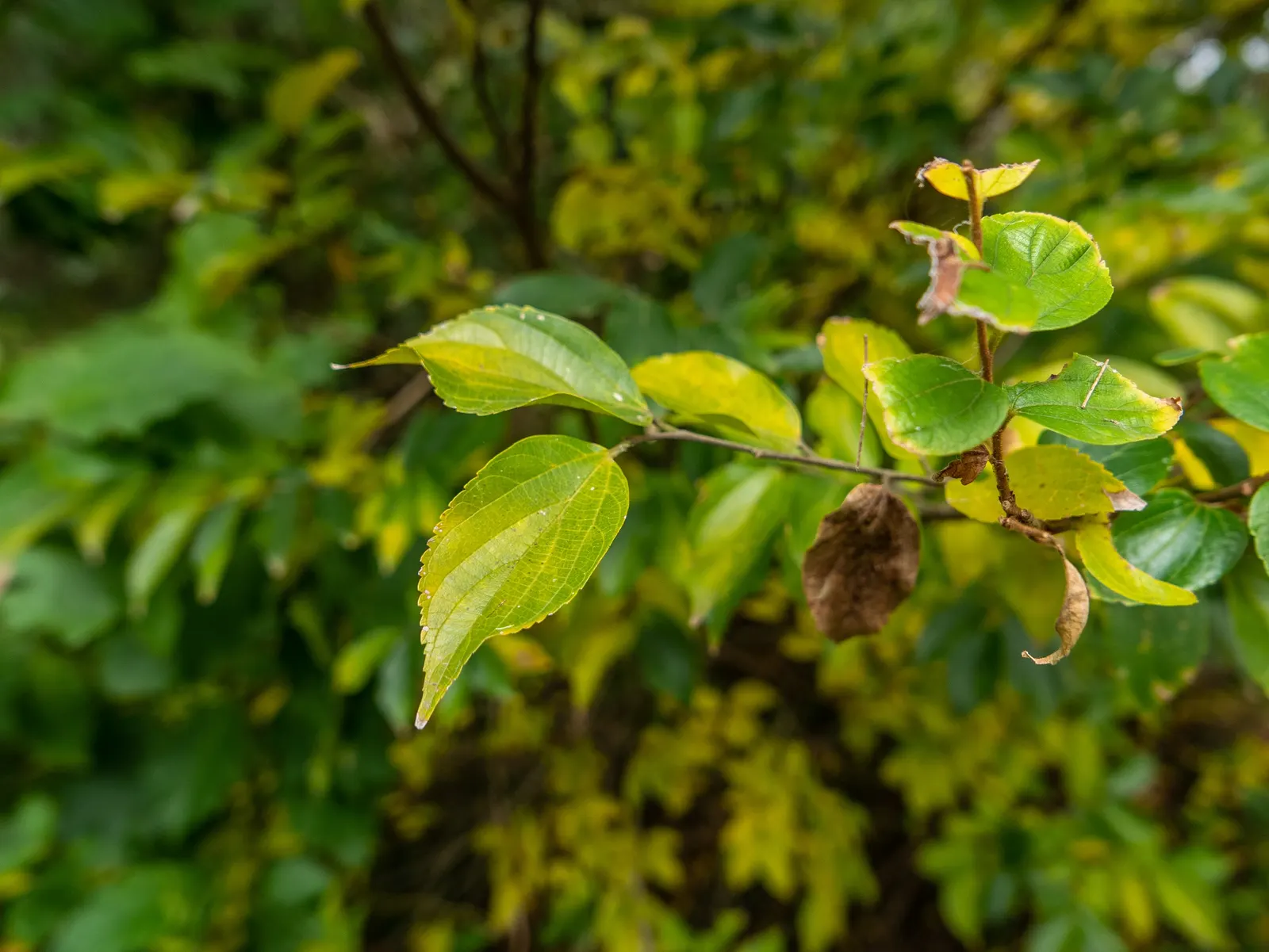 Chinese Hackberry (Celtis Sinensis) — requiring minimal pruning once established; its canopy provides a round to spreading shape