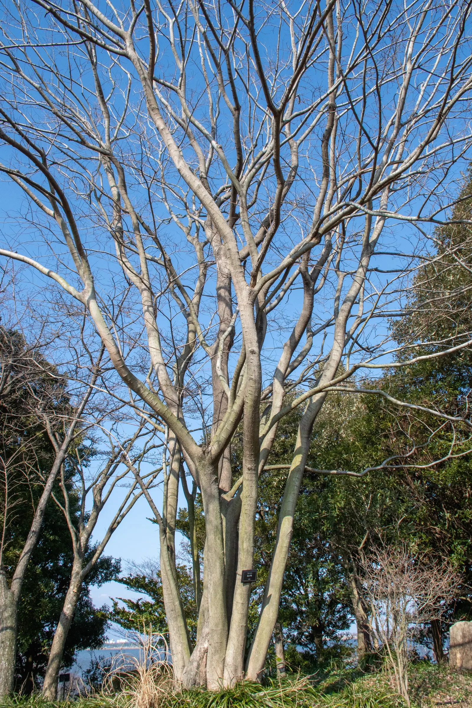 Chinese Hackberry (Celtis Sinensis) — inconspicuous flowers emerge; it's a low-maintenance choice for gardeners