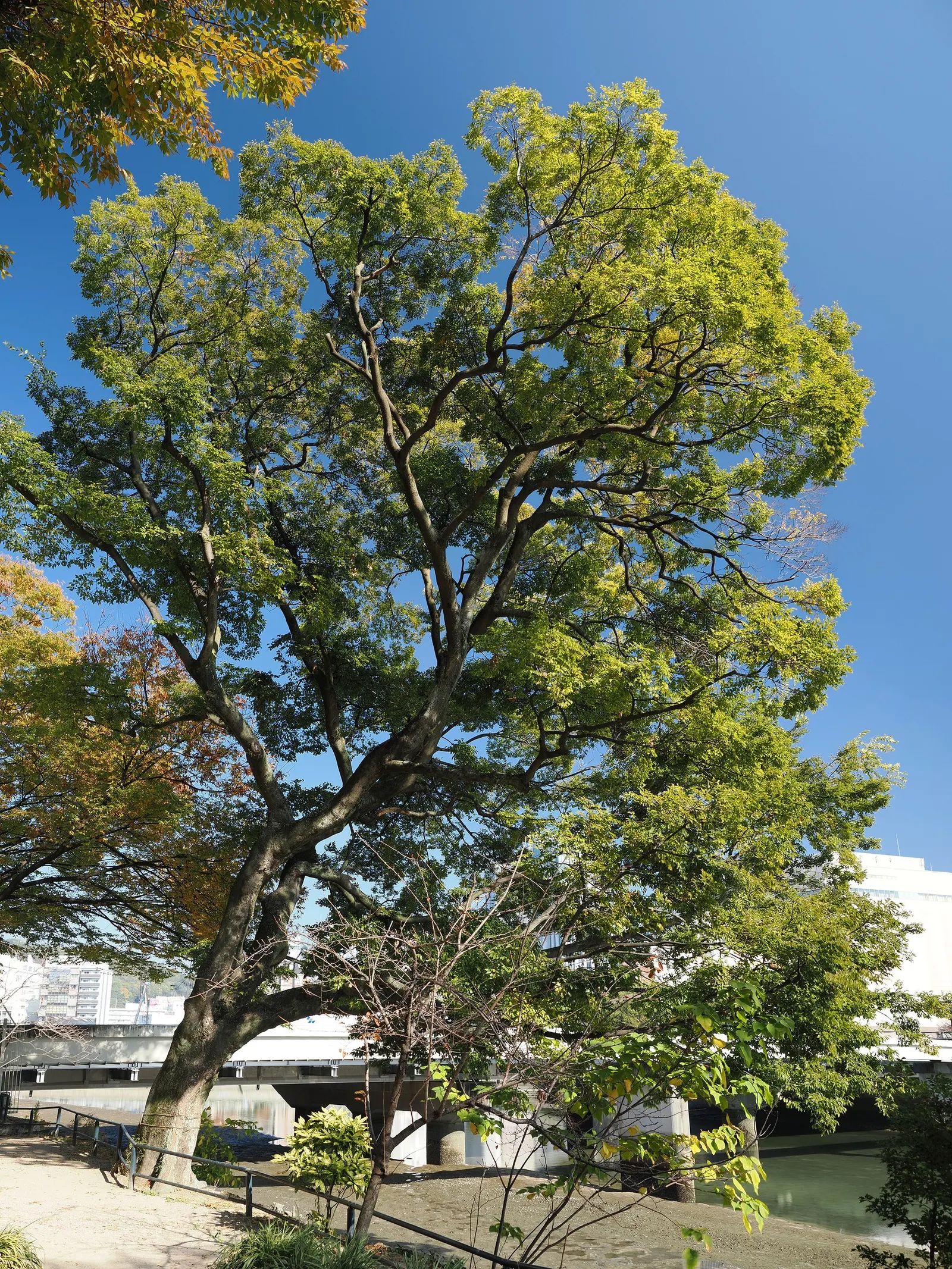 Chinese Hackberry (Celtis Sinensis) — When designing, space trees approximately 20 to 30 feet apart to accommodate their mature spread; these fruits may