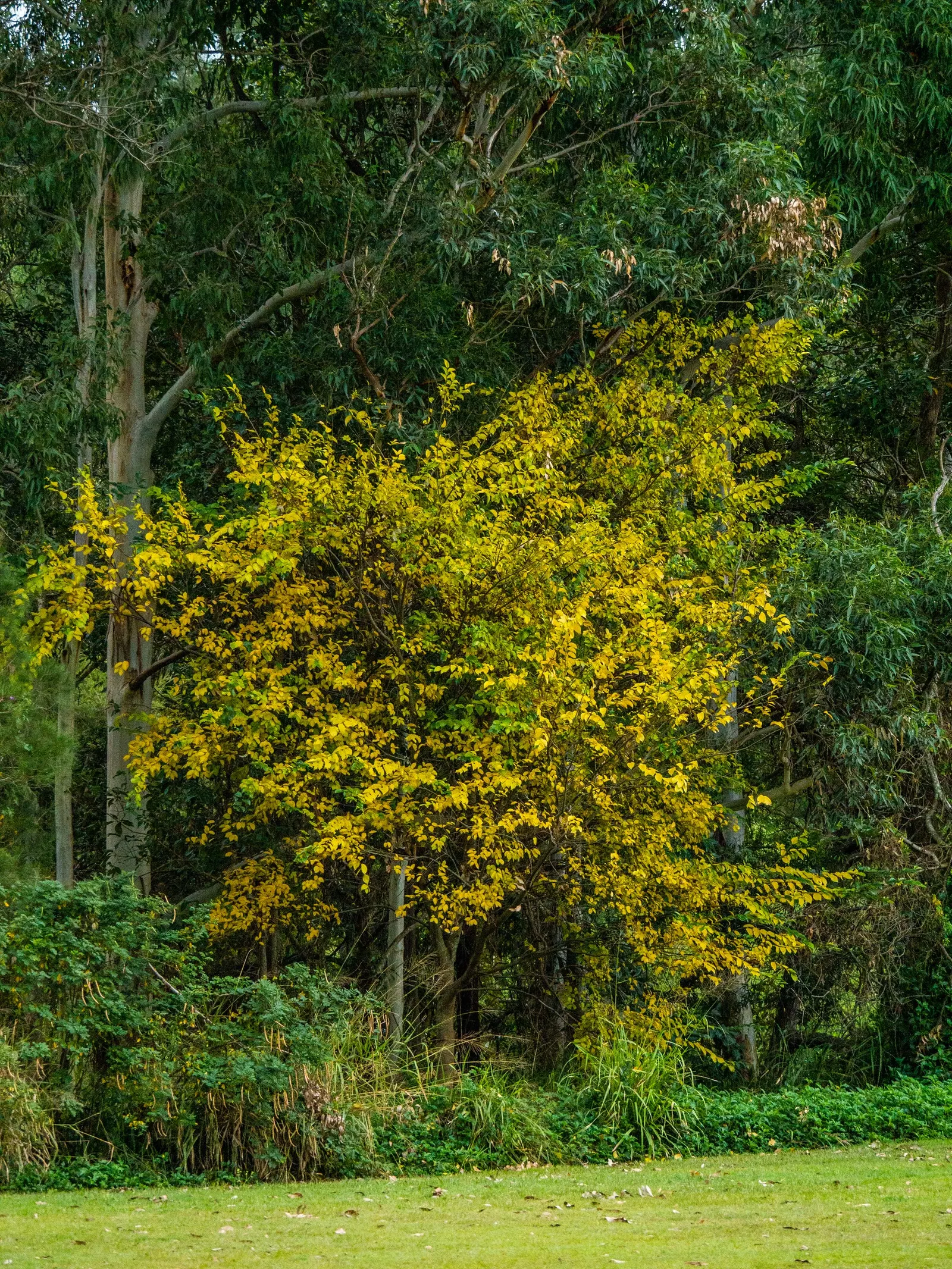 Chinese Hackberry (Celtis Sinensis) — which are attractive to various bird species and are typically about 1/4 to 1/3 inches in diameter