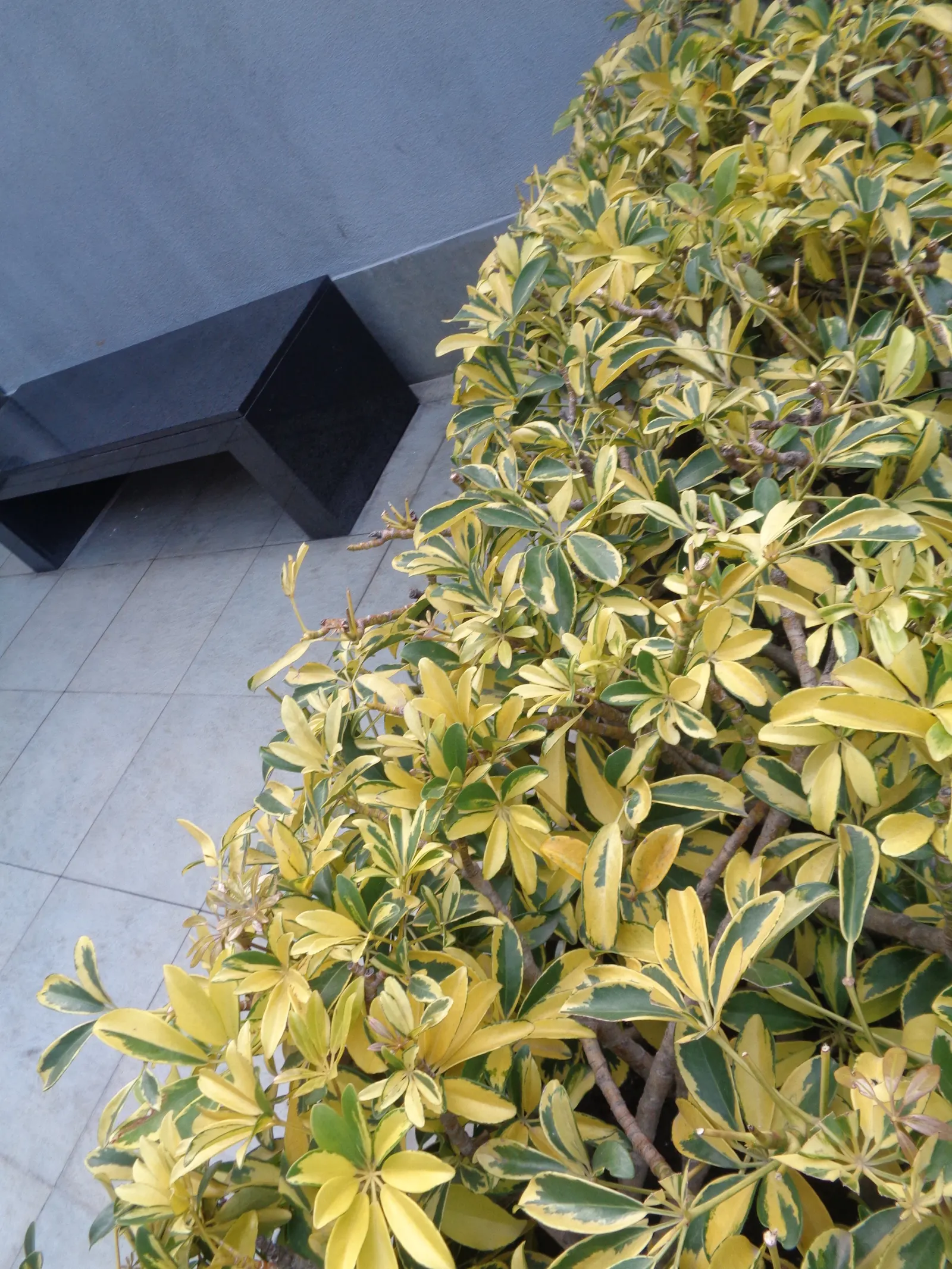 Variegated Century Plant (Agave Americana 'Variegata') — consider its mature size and the sharp edges of its leaves