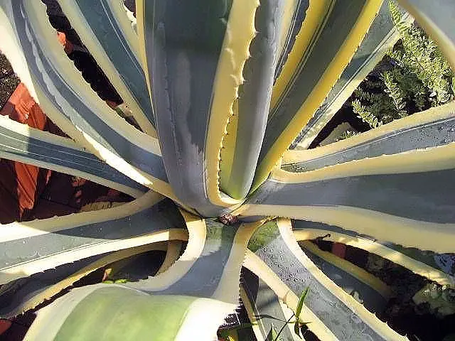Variegated Century Plant (Agave Americana 'Variegata') — Provide ample space for its spread and situate it away from high-traffic areas to ensure, image 35
