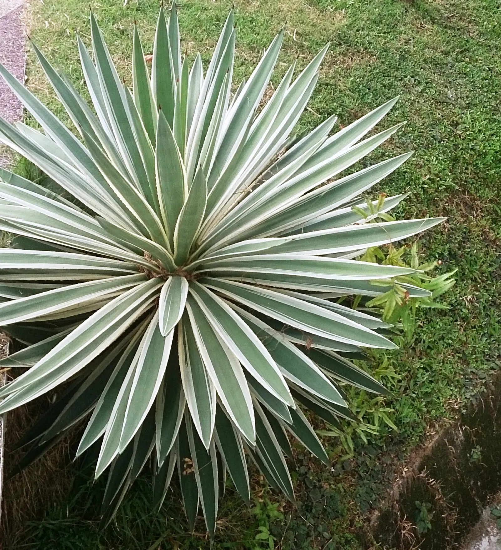Variegated Century Plant (Agave Americana 'Variegata') — the Variegated Century Plant thrives in full sun and requires well-drained soil to prevent root rot