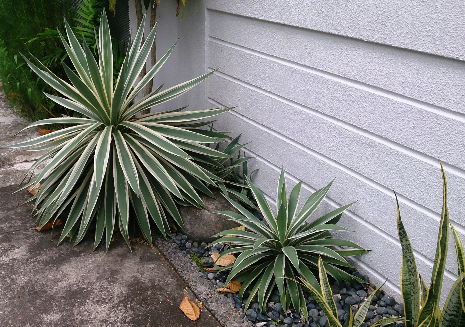 Variegated Century Plant (Agave Americana 'Variegata') — Mature plants reach up to 6 feet tall and can spread across 8 feet