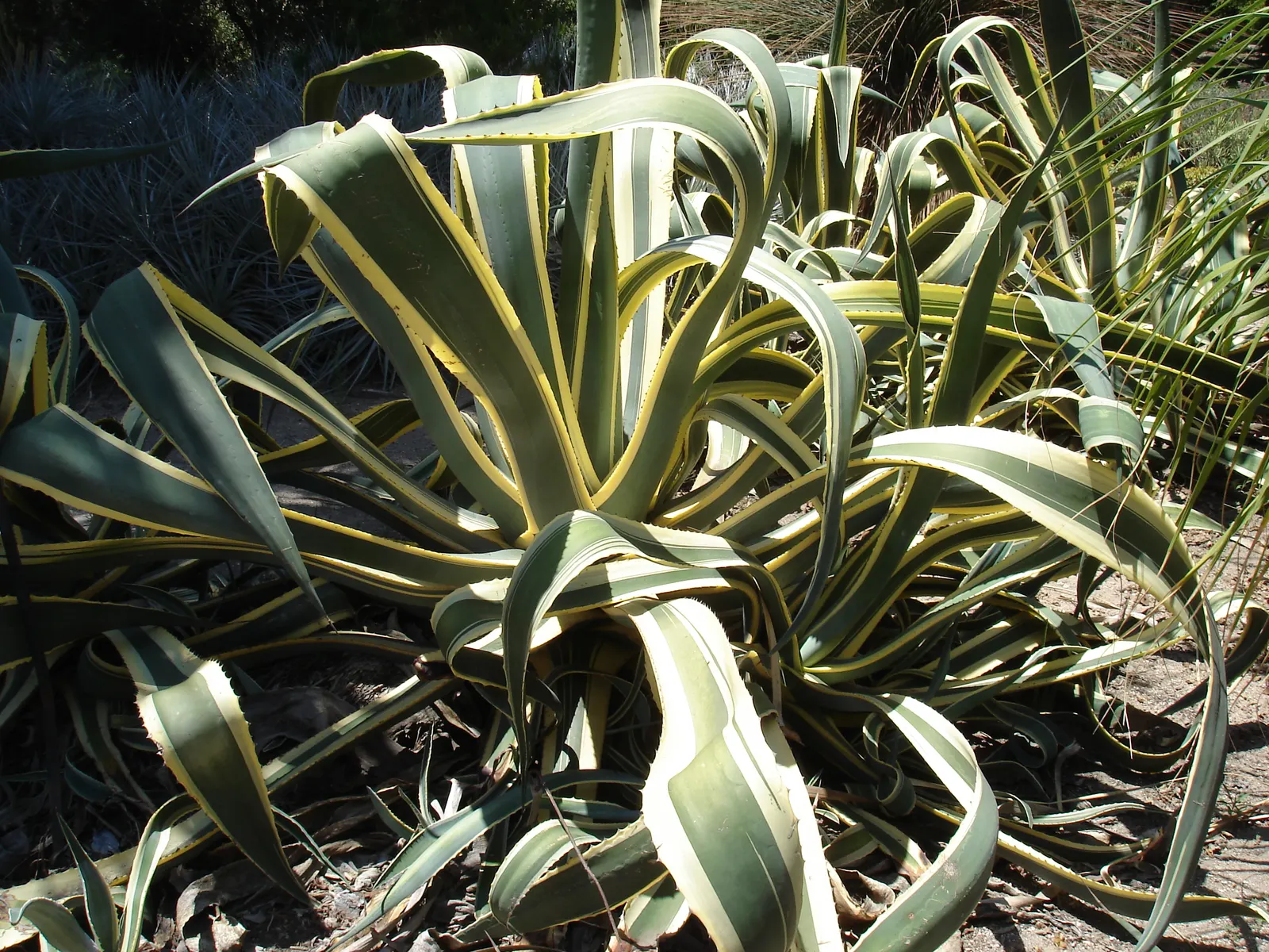Variegated Century Plant (Agave Americana 'Variegata') — succulent for full or half; provide ample space for its spread and situate it away from high-traffic
