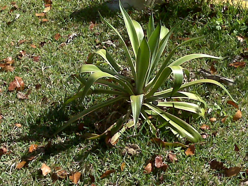 Variegated Century Plant (Agave Americana 'Variegata') — exhibits striking cream and green-striped; after 10-25 years, it blooms once, with a towering up to
