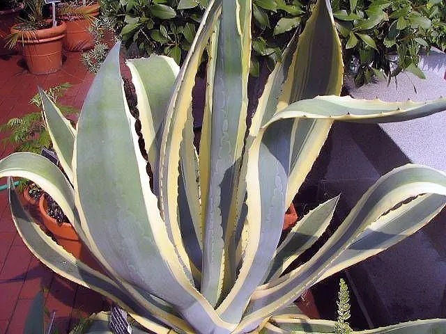 Variegated Century Plant (Agave Americana 'Variegata') — It is drought-tolerant, making it an excellent choice for water-wise gardens or xeriscaping; perfect