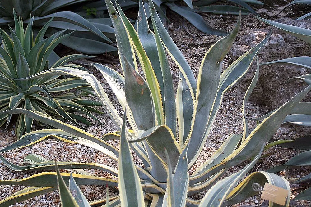 Variegated Century Plant (Agave Americana 'Variegata') — adorned with clusters of yellowish-green flowers; succulent for full or half
