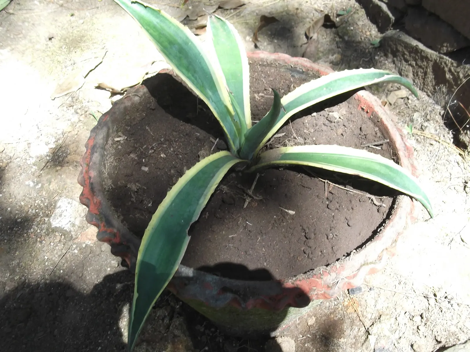 Variegated Century Plant (Agave Americana 'Variegata') — succulent with yellow blooms