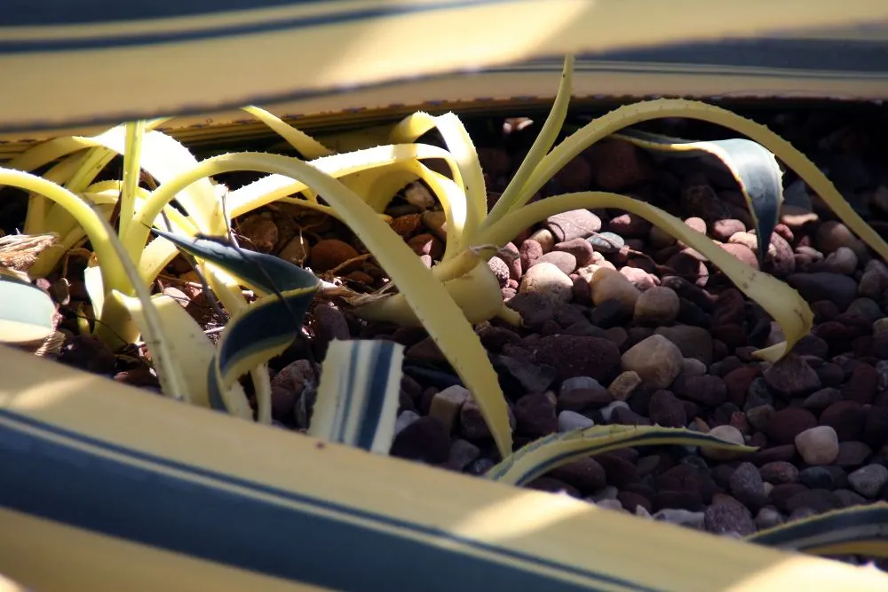 Variegated Century Plant (Agave Americana 'Variegata') — it demands minimal maintenance; it is drought-tolerant, making it an excellent choice for water-wise