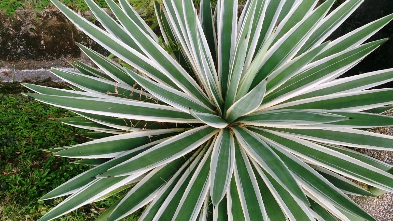 Variegated Century Plant (Agave Americana 'Variegata') — After 10-25 years, it blooms once, with a towering up to 26-foot flower spike, before dying