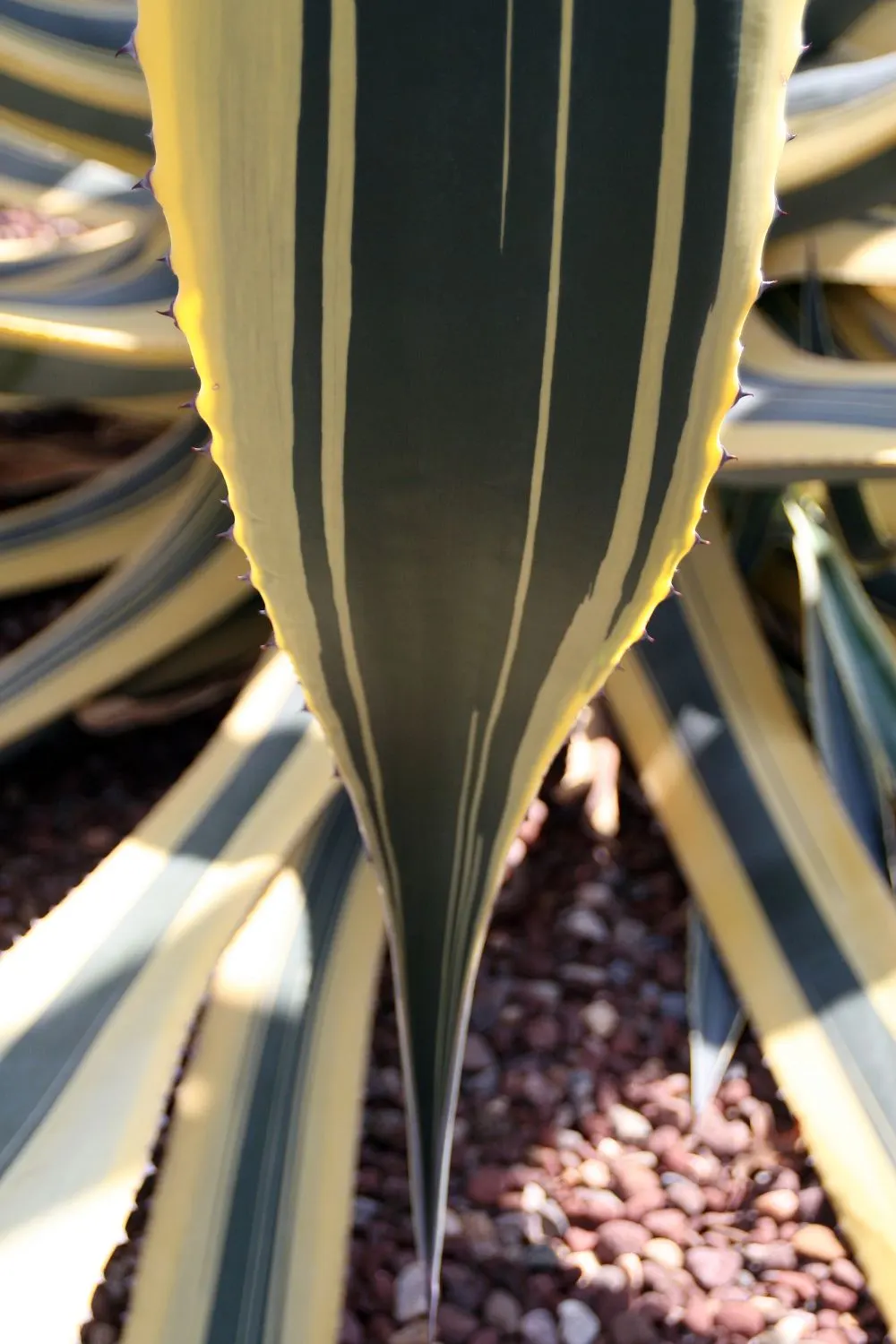 Variegated Century Plant (Agave Americana 'Variegata') — This ornamental variety is characterized by its bold rosette of thick; consider its mature size and