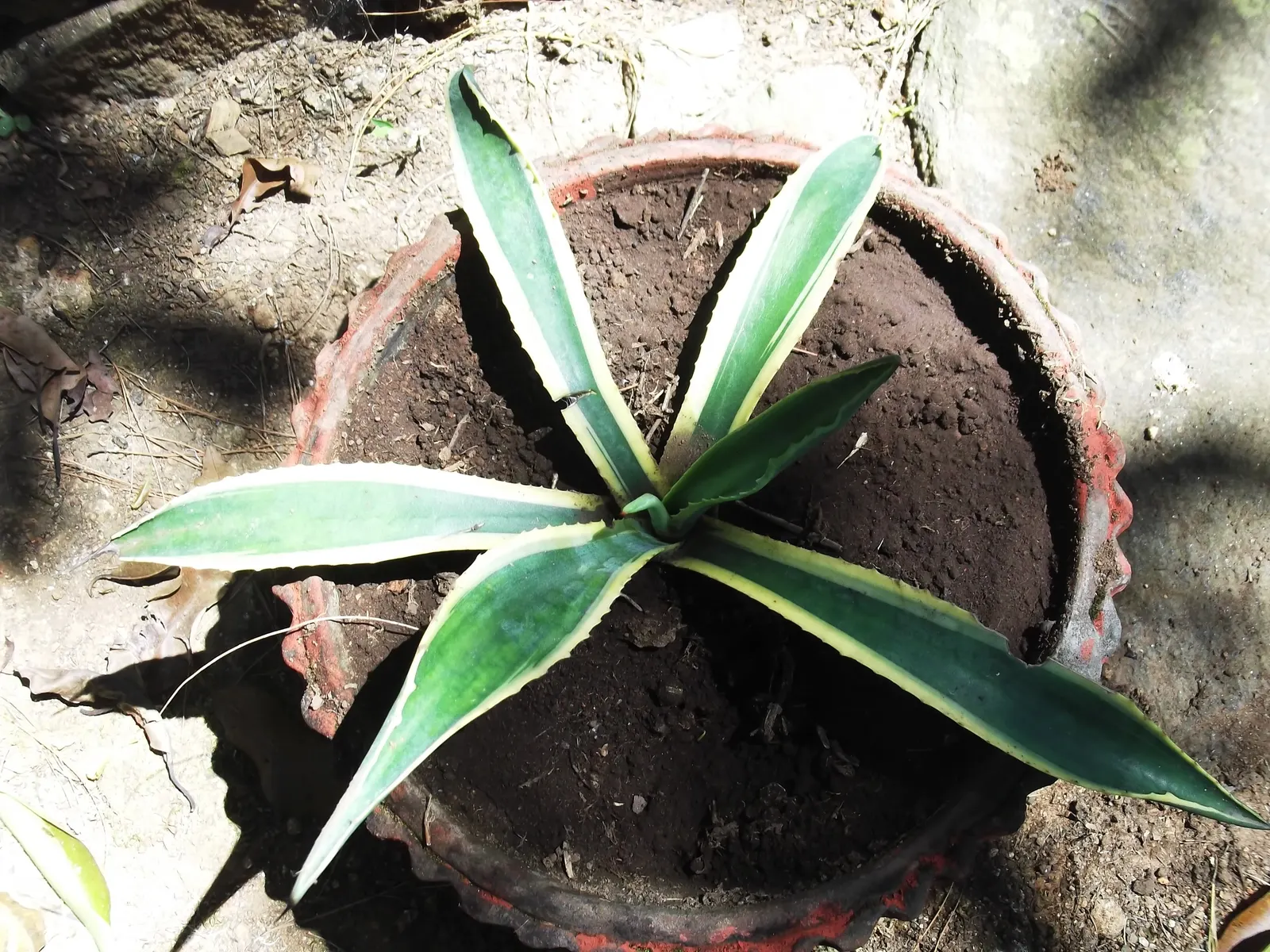 Variegated Century Plant (Agave Americana 'Variegata') — is a striking succulent that commands attention in any landscape; this ornamental variety is