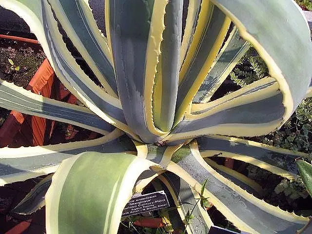 Variegated Century Plant (Agave Americana 'Variegata') — exhibits striking cream and green-striped; after 10-25 years, it blooms once, with a, image 39