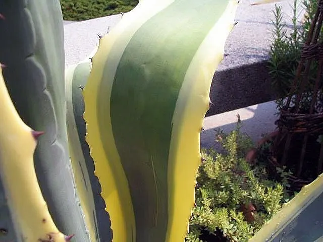 Variegated Century Plant (Agave Americana 'Variegata') — Mature plants reach up to 6 feet tall and can spread across 8 feet; succulent with yellow blooms