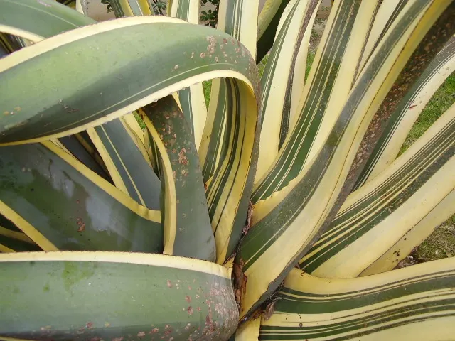 Variegated Century Plant (Agave Americana 'Variegata') — Perfect for xeriscaping and adding architectural interest; it demands minimal maintenance