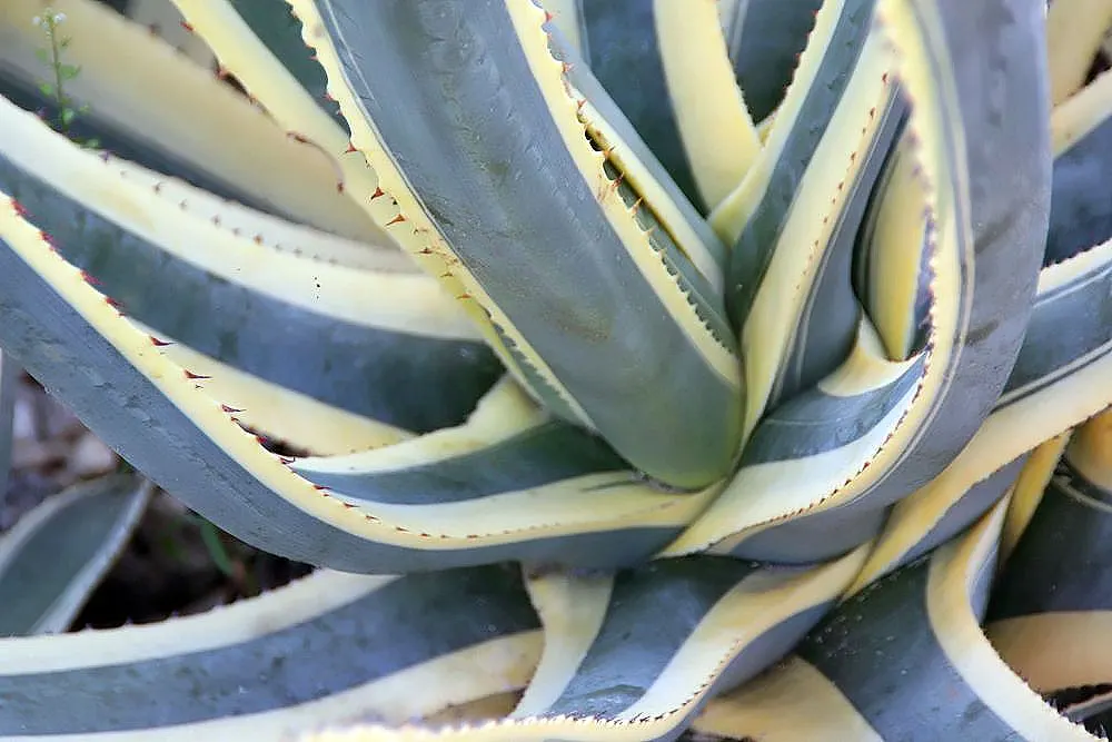 Variegated Century Plant (Agave Americana 'Variegata') — fleshy leaves that can grow to impressive dimensions - reaching up to 6 feet in length and, image 28