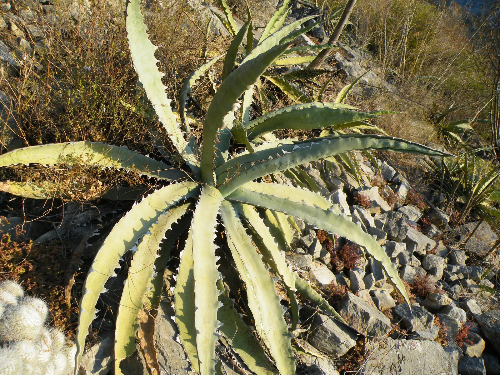 Variegated Century Plant (Agave Americana 'Variegata') — is a striking succulent that commands attention in any landscape