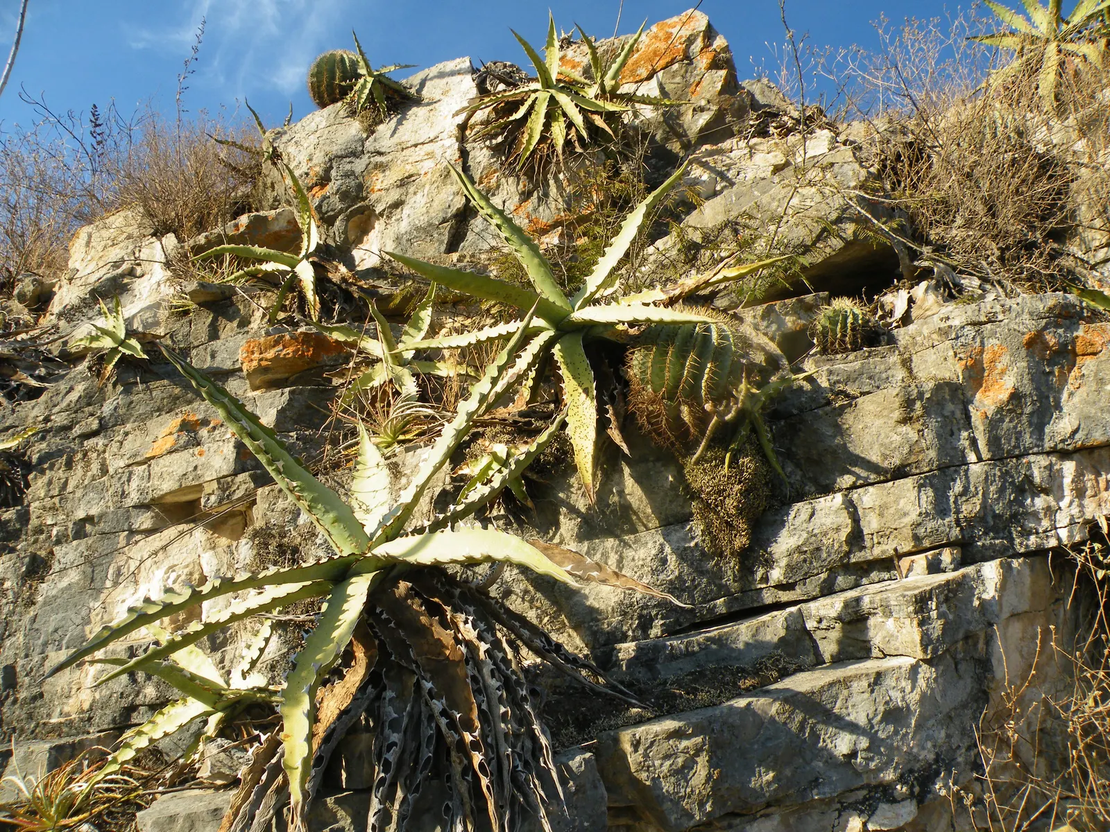 Variegated Century Plant (Agave Americana 'Variegata') — Provide ample space for its spread and situate it away from high-traffic areas to ensure safety for
