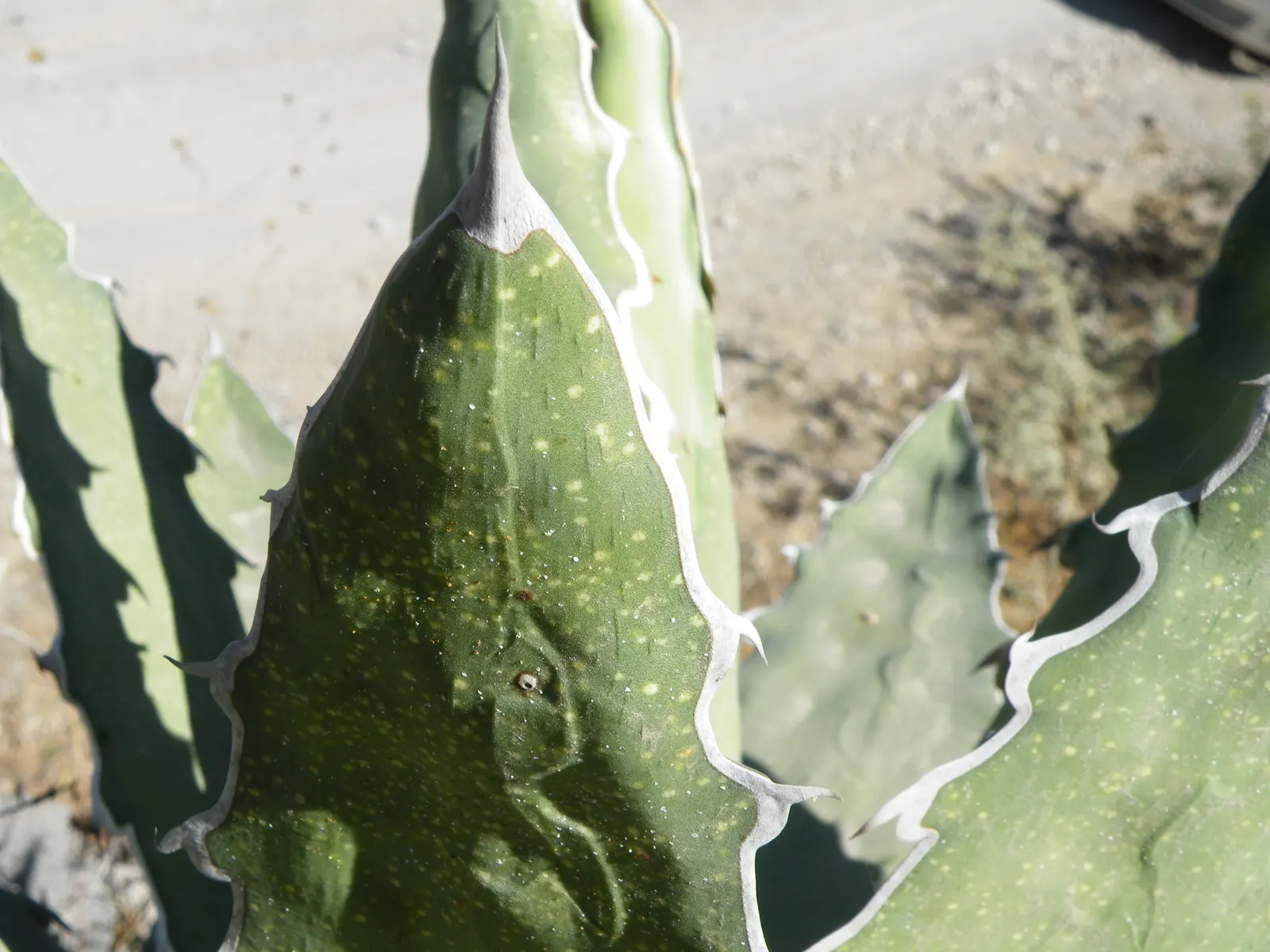 Variegated Century Plant (Agave Americana 'Variegata') — exhibits striking cream and green-striped