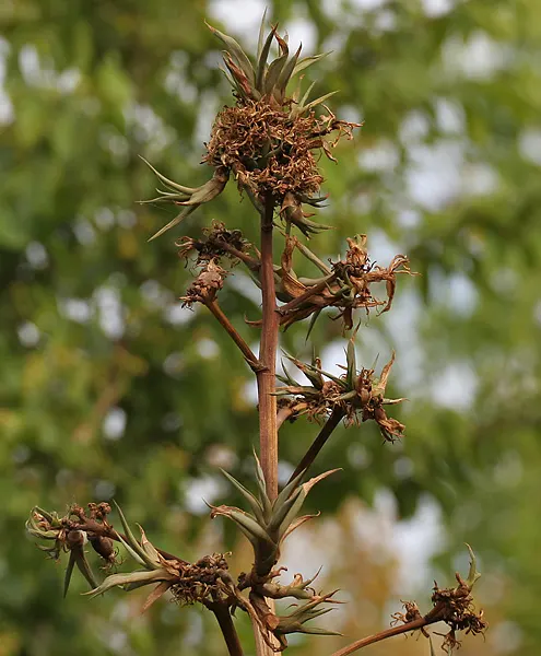 Variegated Century Plant (Agave Americana 'Variegata') — commonly known as the Variegated Century Plant; exhibits striking cream and green-striped