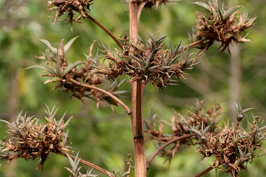 Variegated Century Plant (Agave Americana 'Variegata') — adorned with clusters of yellowish-green flowers