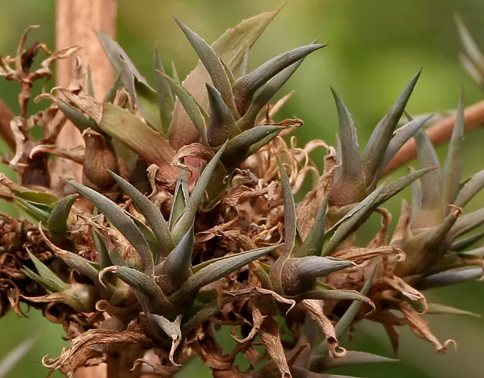 Variegated Century Plant (Agave Americana 'Variegata') — yellow flowers in the garden