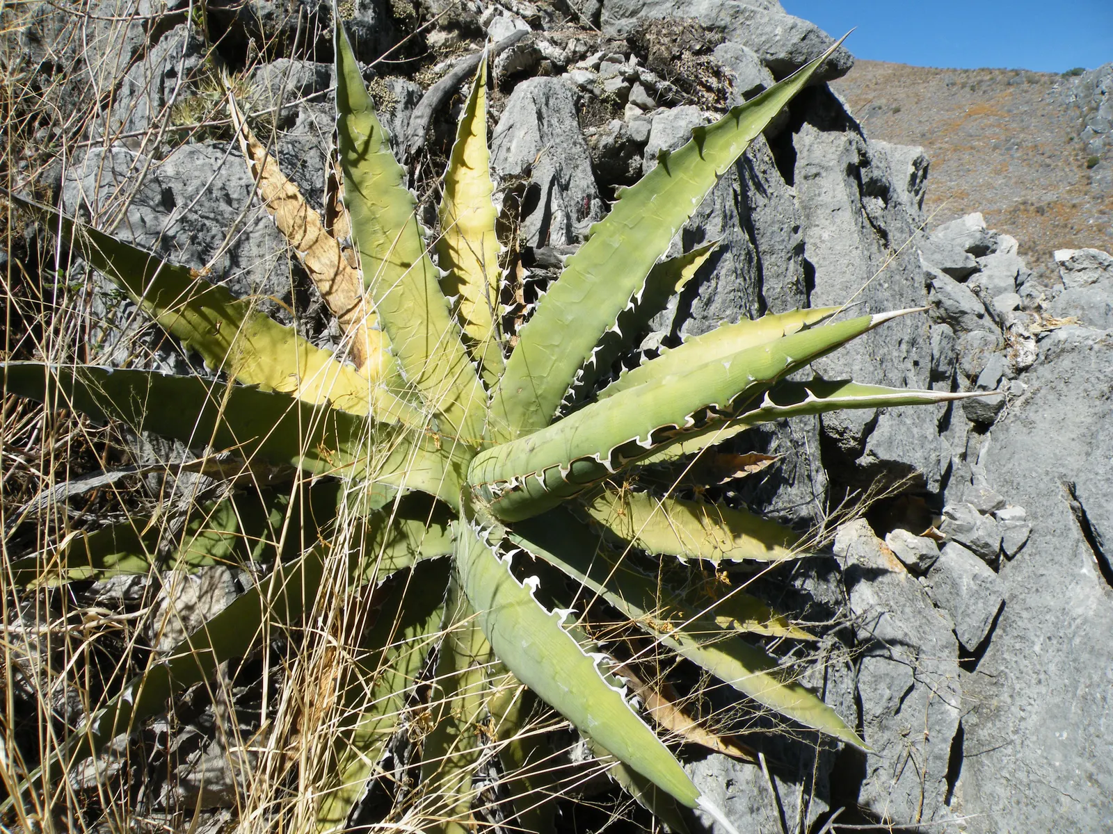 Variegated Century Plant (Agave Americana 'Variegata') — This ornamental variety is characterized by its bold rosette of thick
