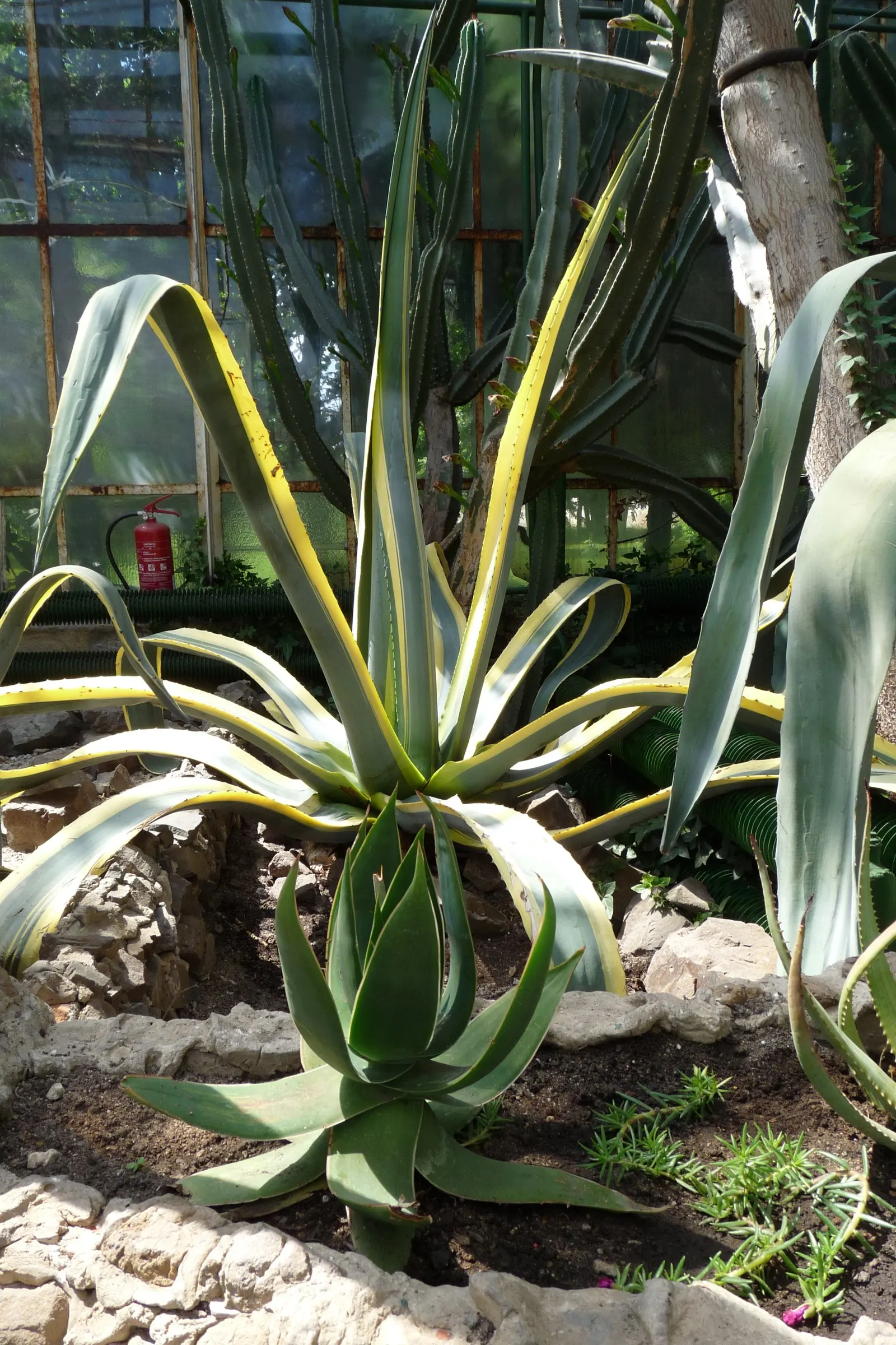 Variegated Century Plant (Agave Americana 'Variegata') — A drought-resistant succulent, it thrives in full sun, requiring minimal upkeep