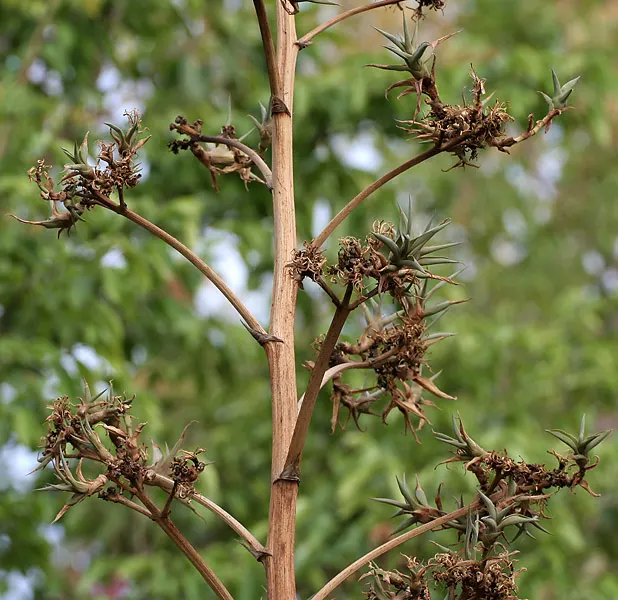 Variegated Century Plant (Agave Americana 'Variegata') — succulent for full or half