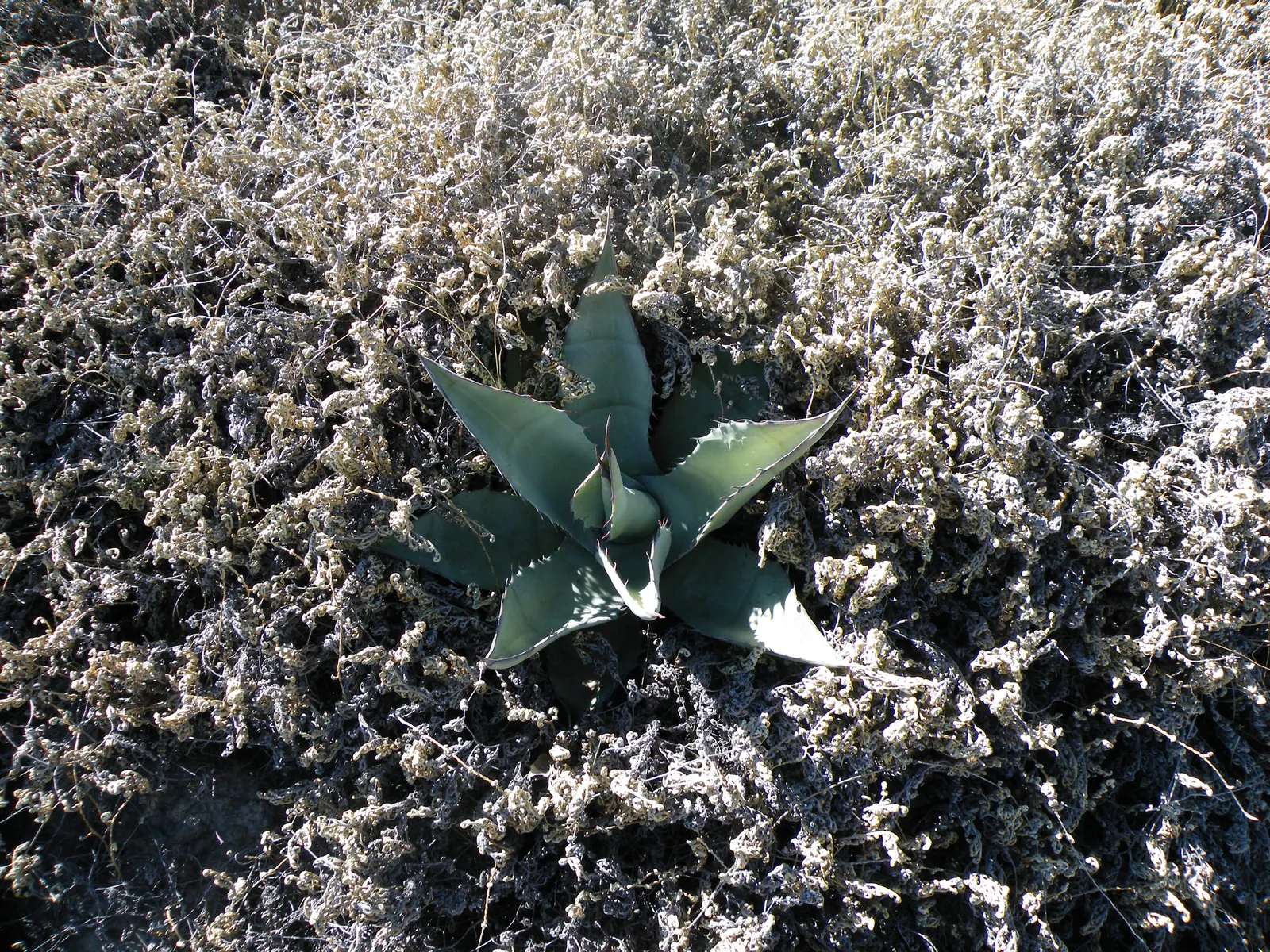 Variegated Century Plant (Agave Americana 'Variegata') — It is drought-tolerant, making it an excellent choice for water-wise gardens or xeriscaping