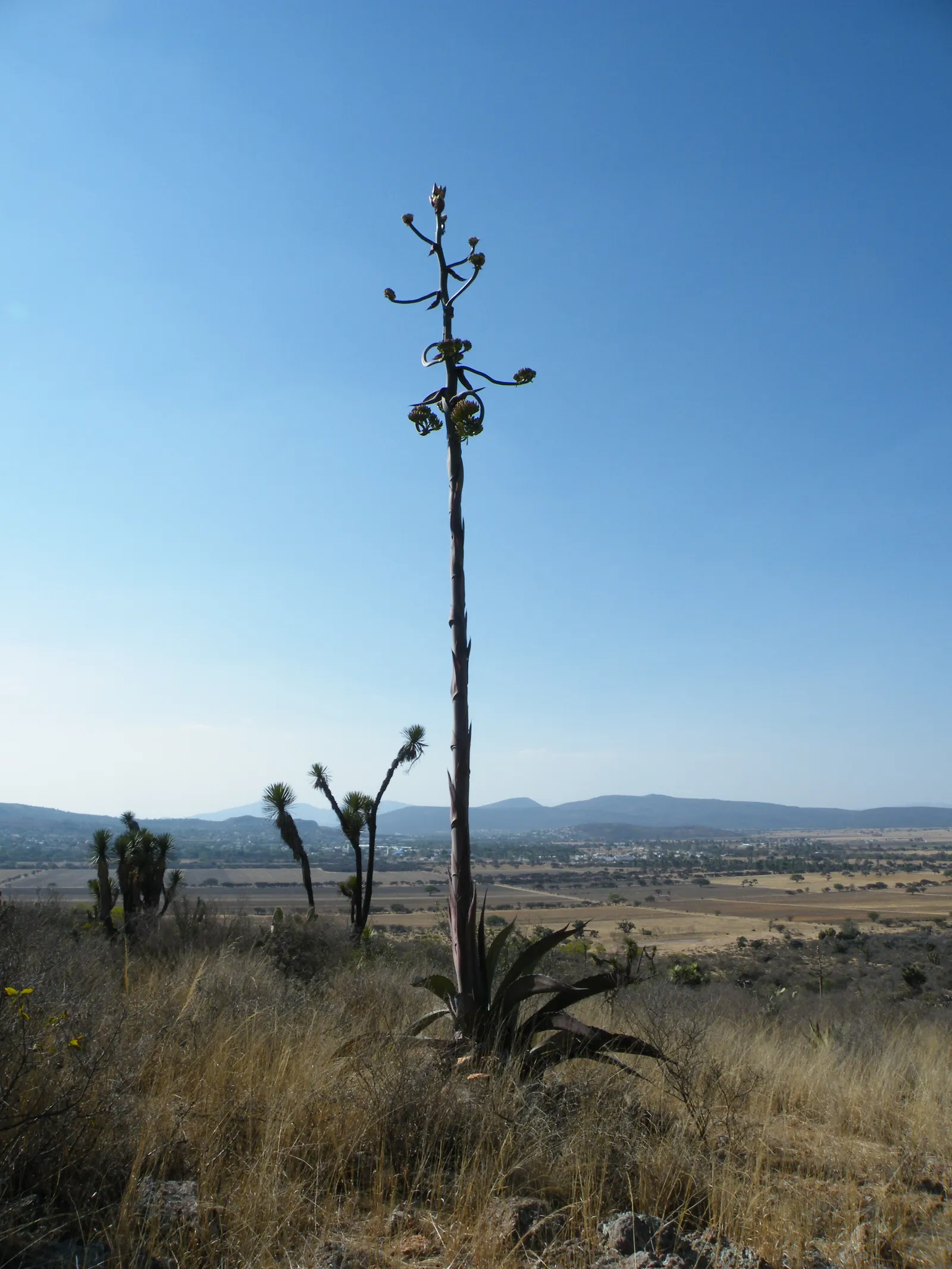 Variegated Century Plant (Agave Americana 'Variegata') — succulent with yellow blooms; fleshy leaves that can grow to impressive dimensions - reaching up to 6