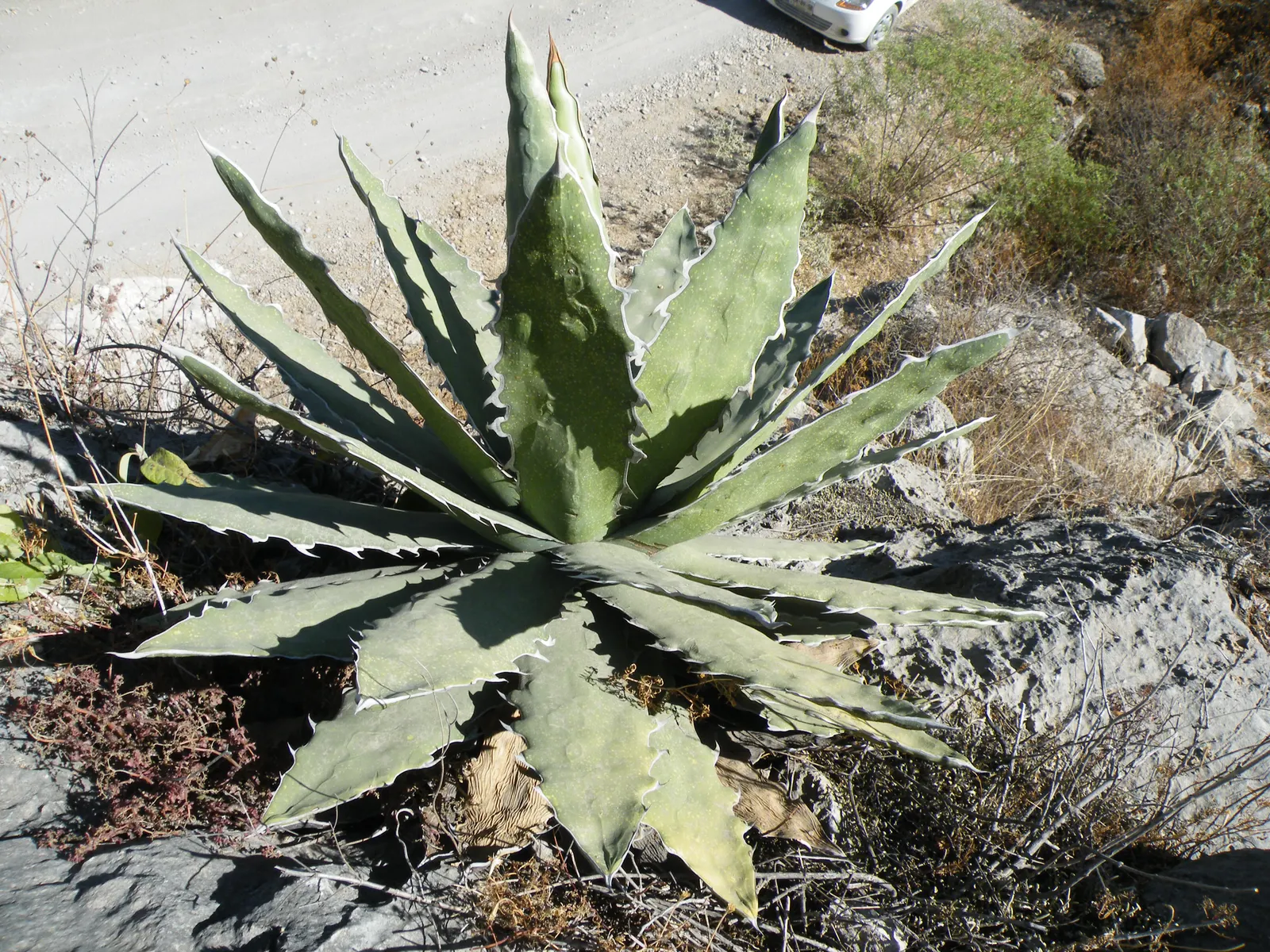 Variegated Century Plant (Agave Americana 'Variegata') — After 10-25 years, it blooms once, with a towering up to 26-foot flower spike, before dying; commonly