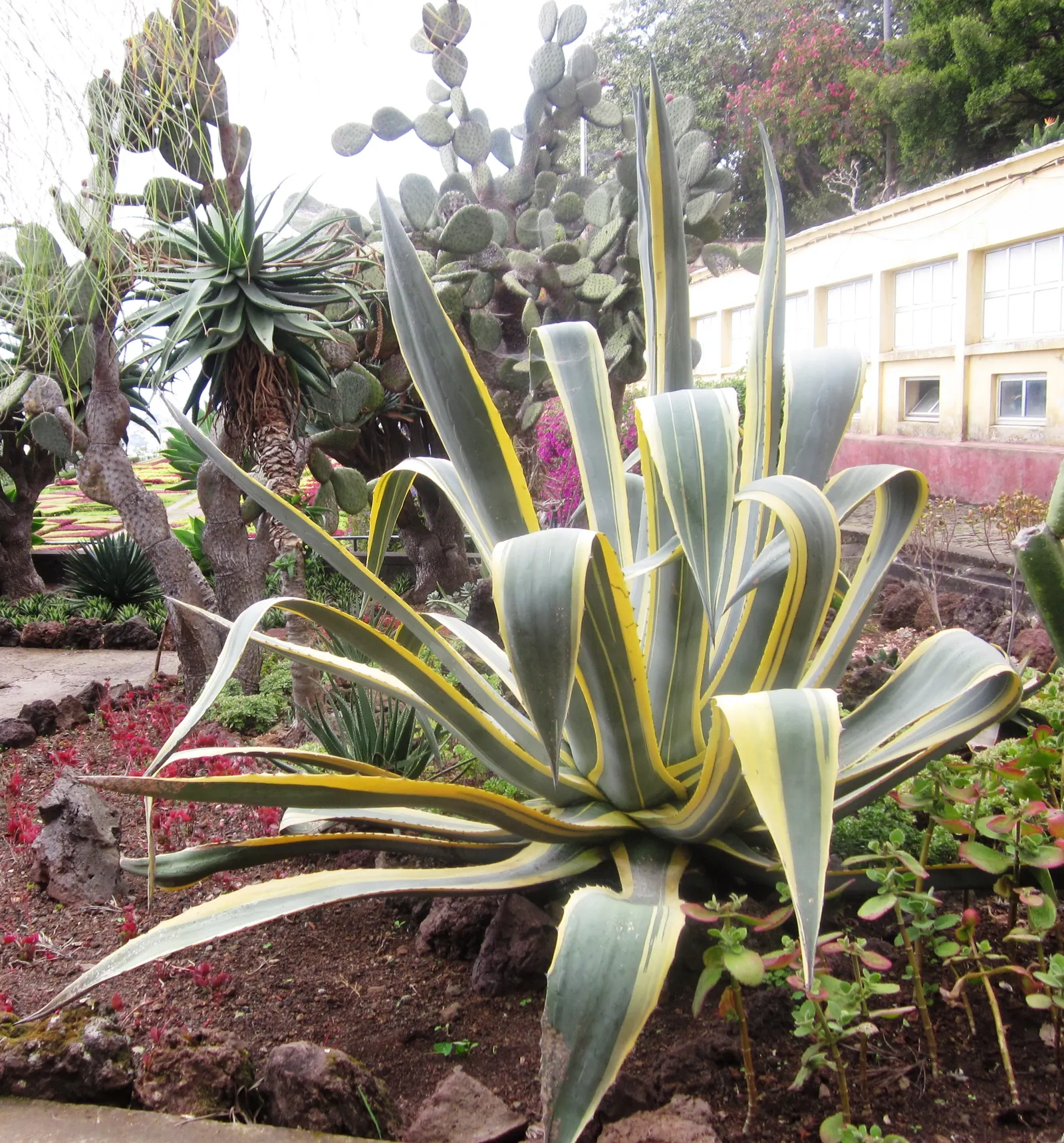 Variegated Century Plant (Agave Americana 'Variegata') — Perfect for xeriscaping and adding architectural interest