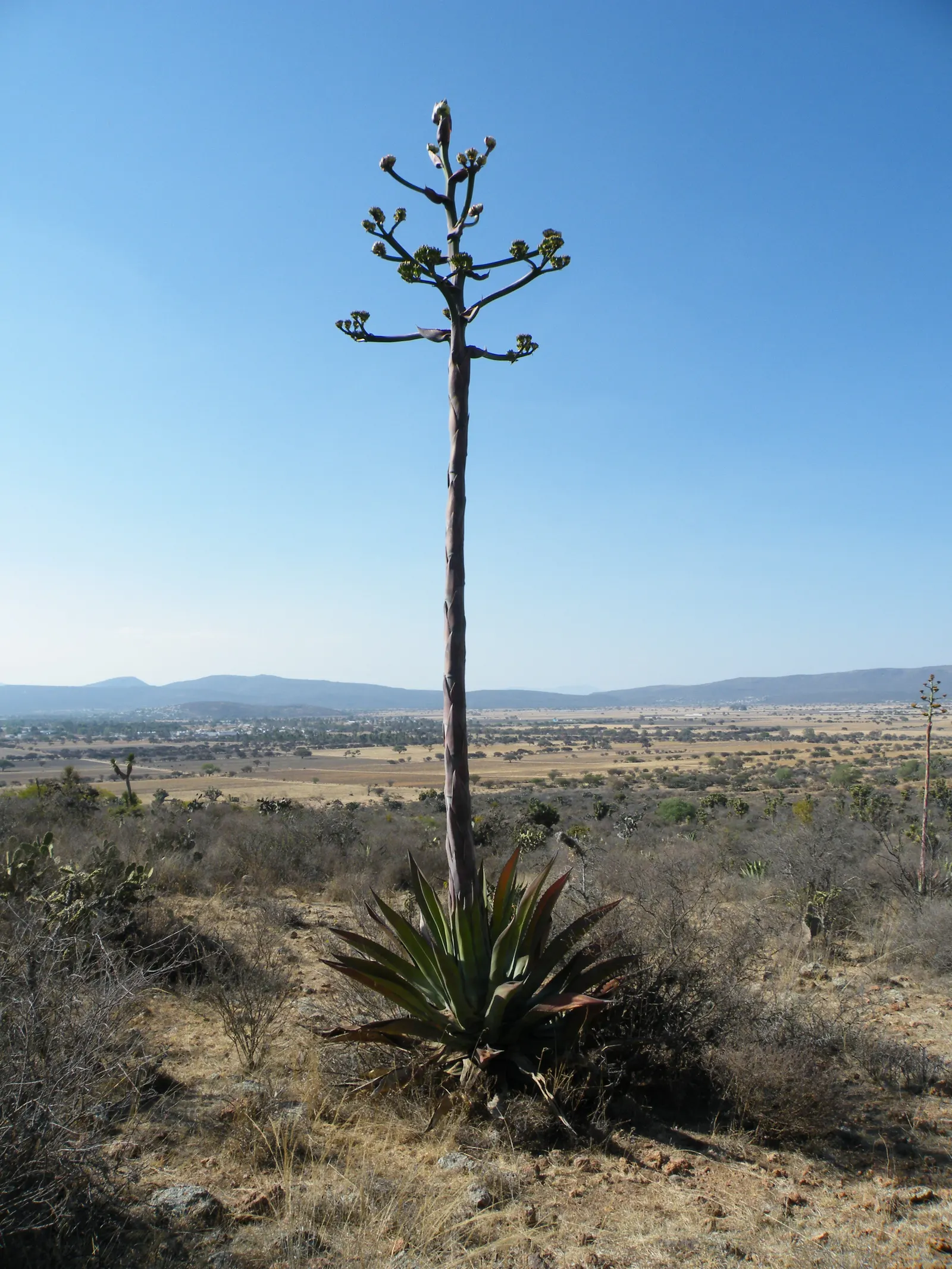 Variegated Century Plant (Agave Americana 'Variegata') — consider its mature size and the sharp edges of its leaves; is a striking succulent that commands